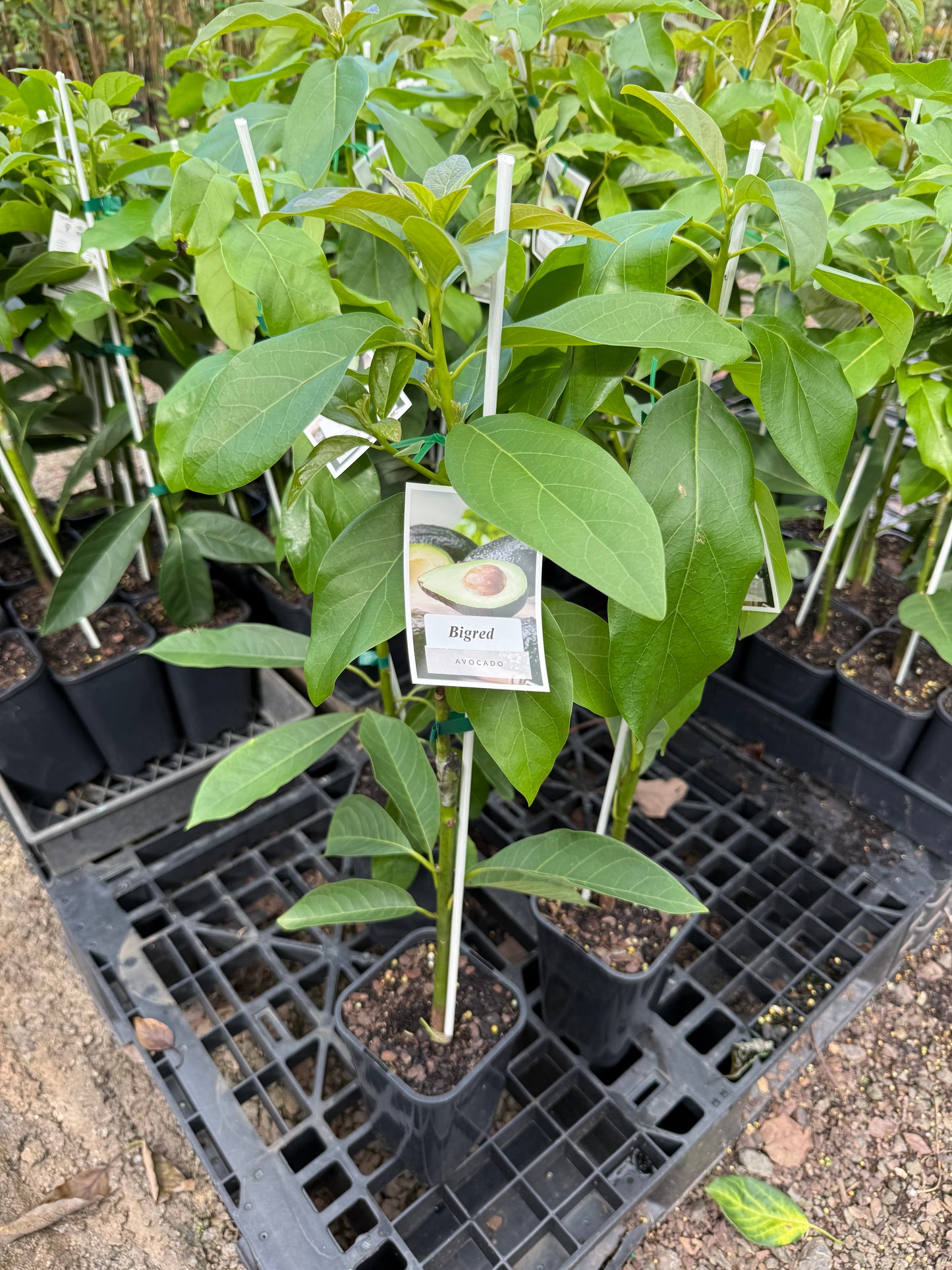 Big Red - Avocado - 2L (A type)