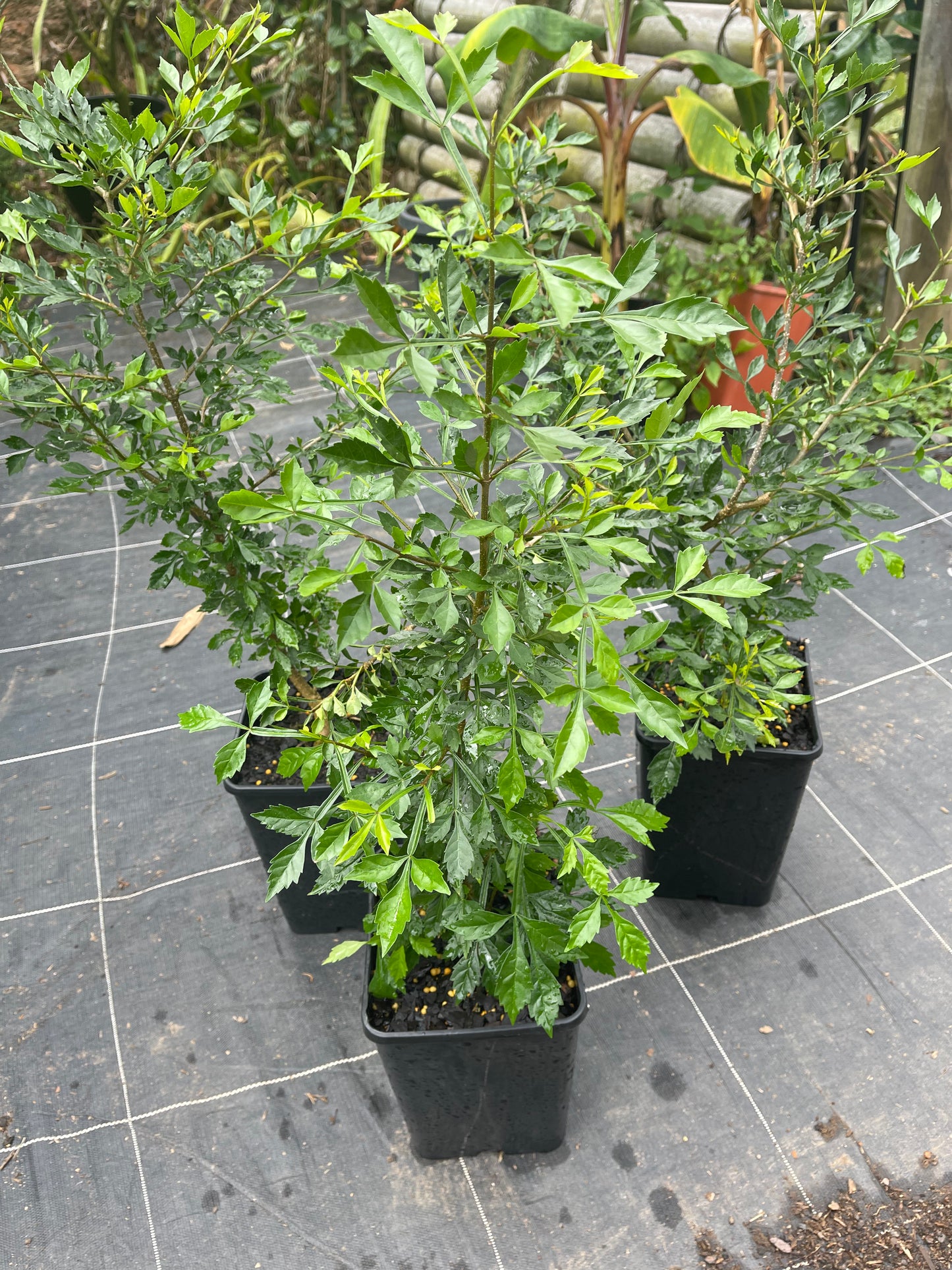 Candle Stick Tree - Parmenteria Cereifera 5l