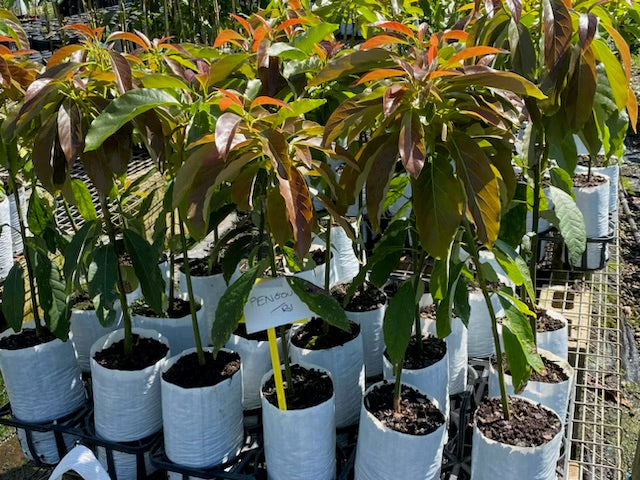 Penguin Avocado (A type) 5l