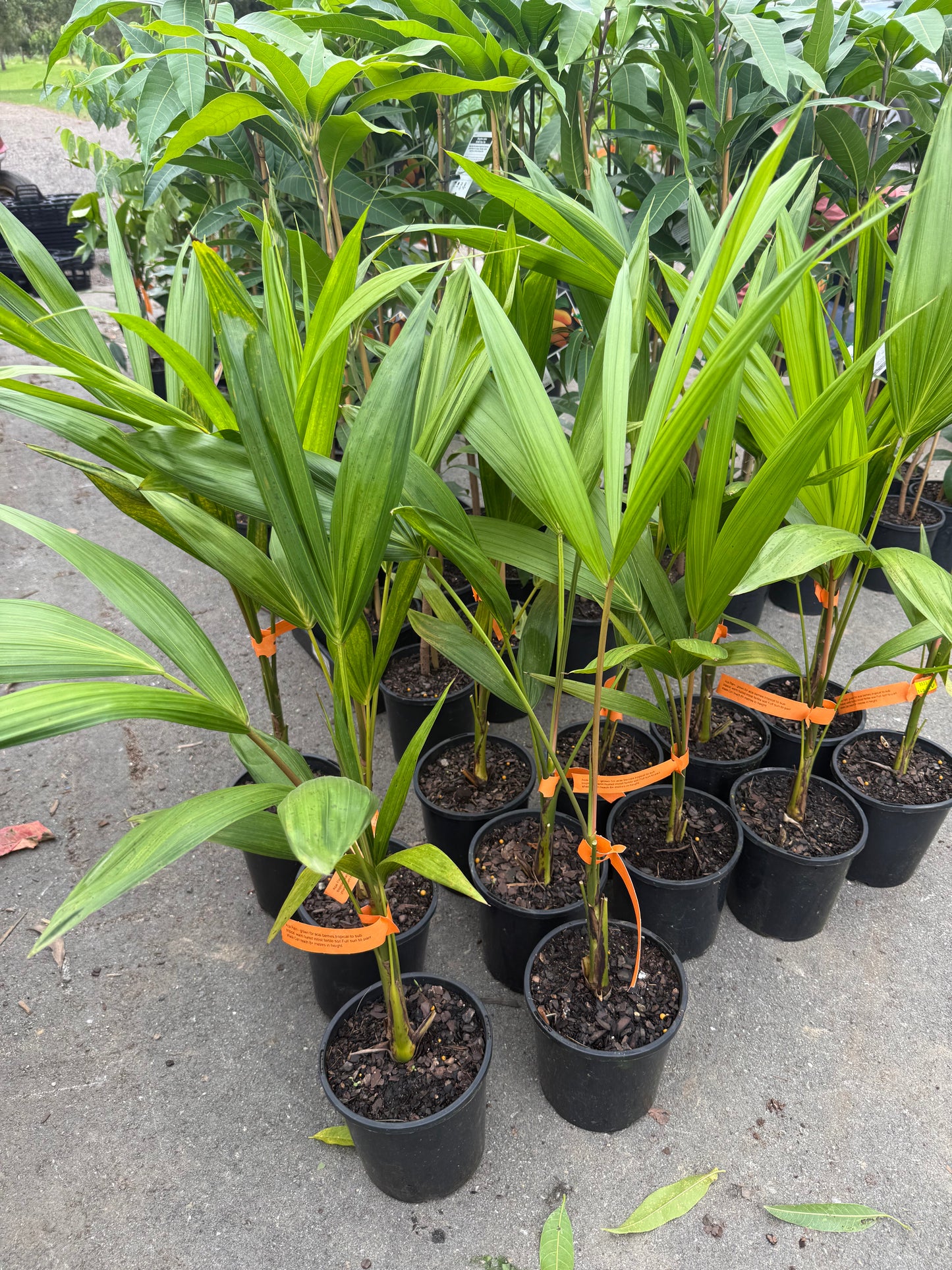 Acai Palm