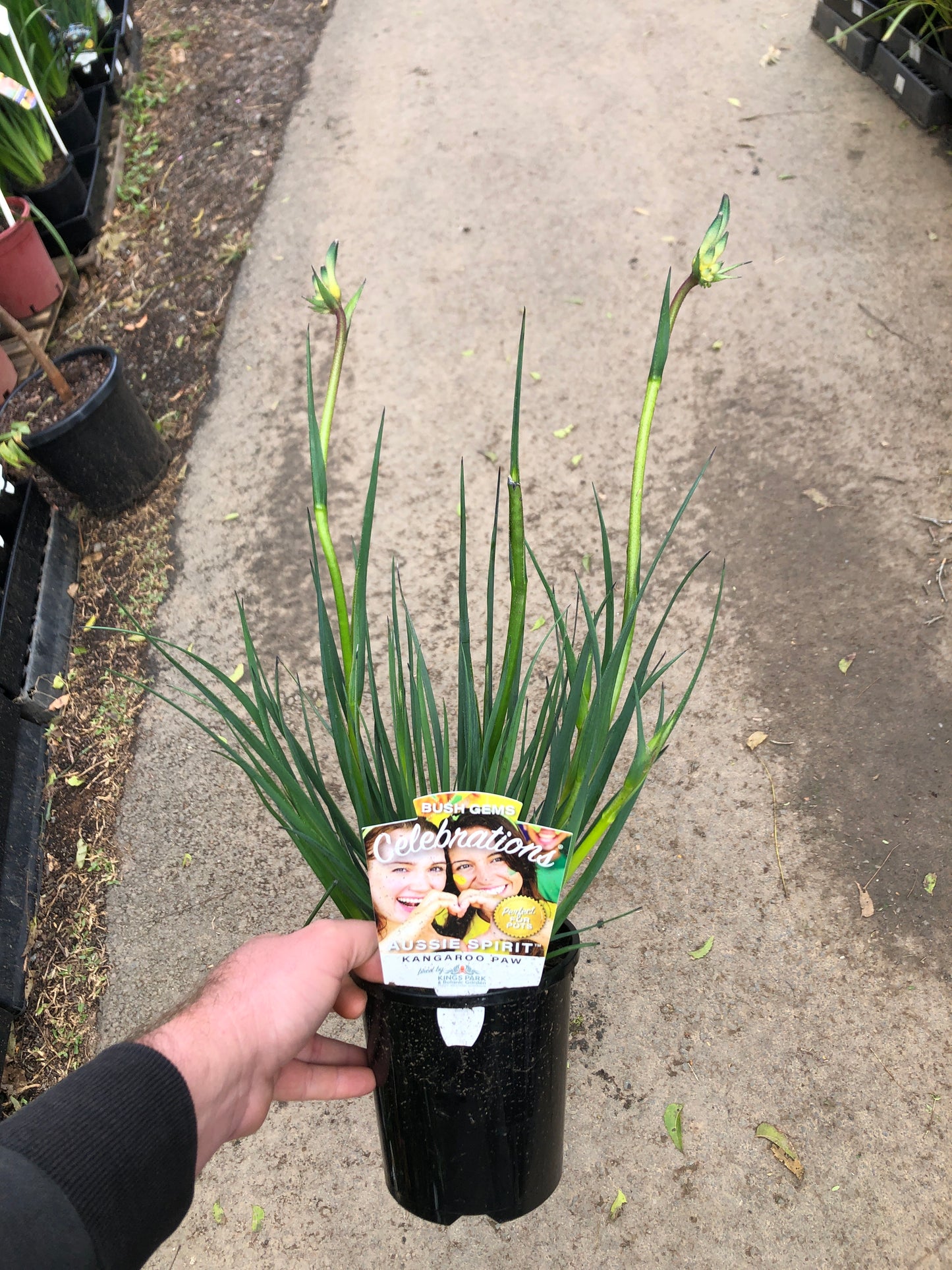 Kangaroo Paw - Aussie Spirit PBR