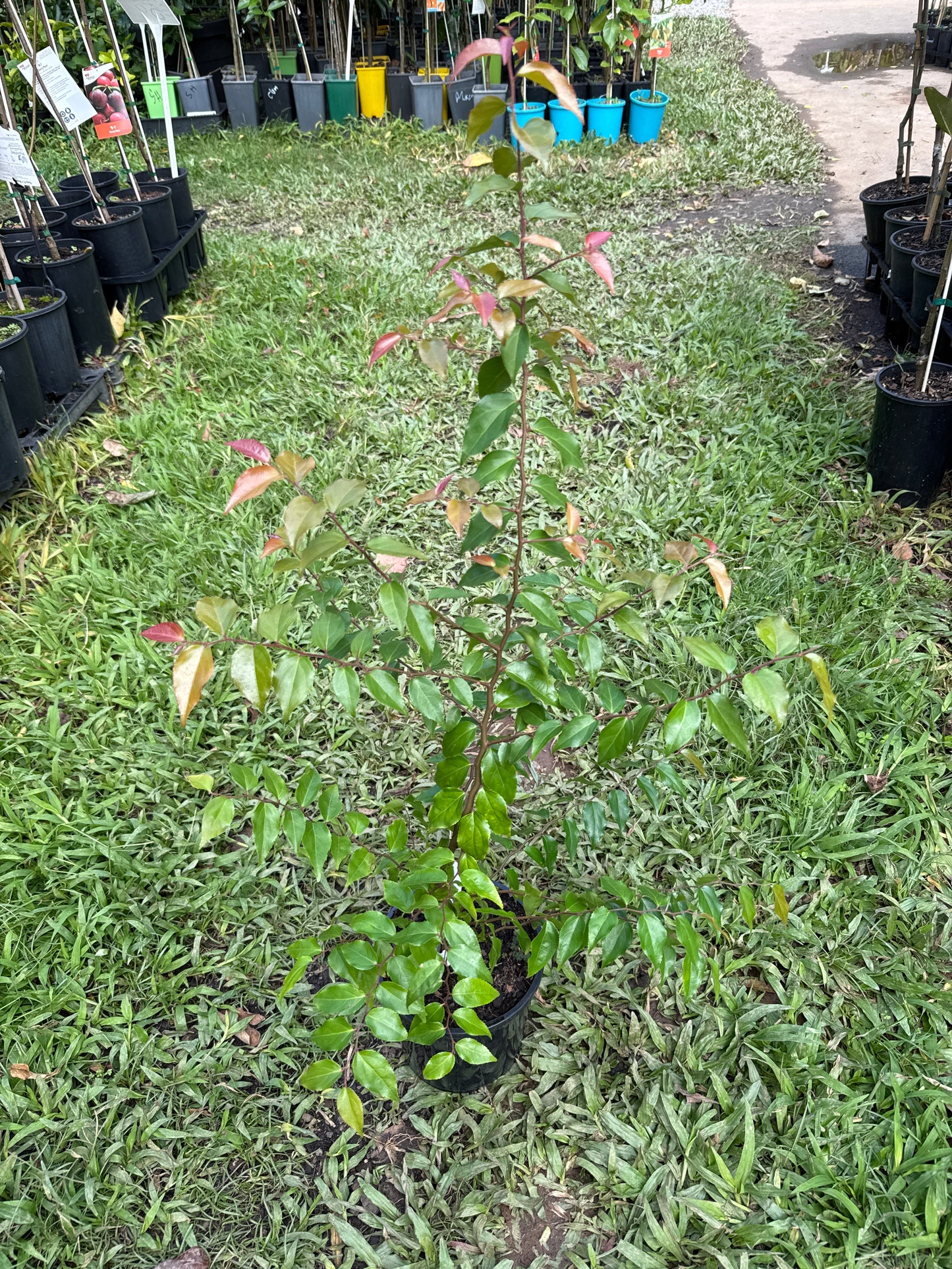 Governors Plum