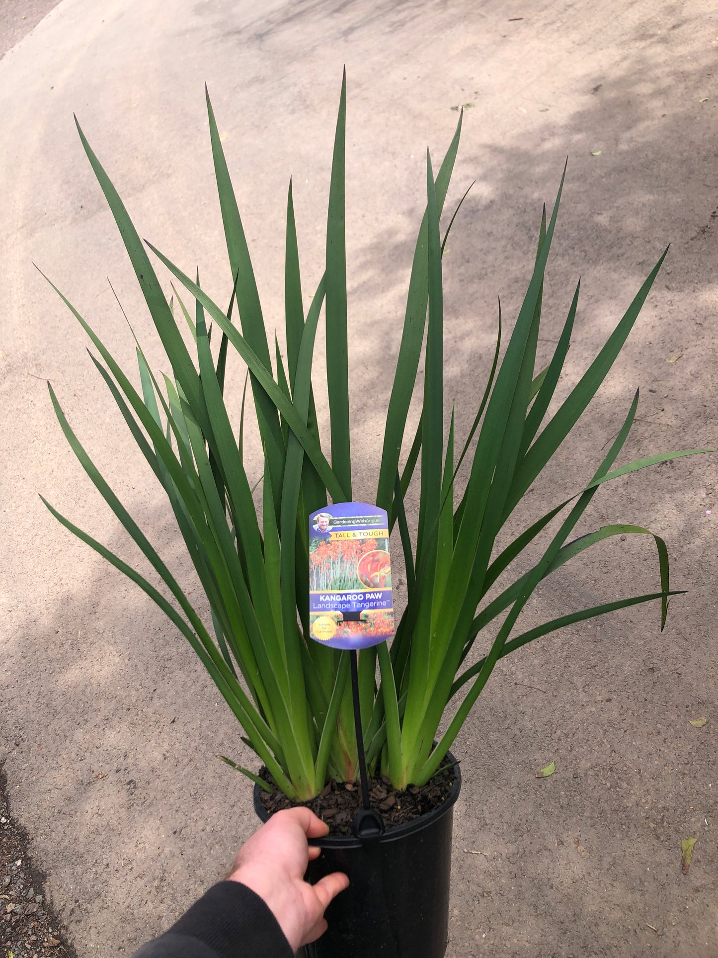 Kangaroo Paw - Landscape Tangerine