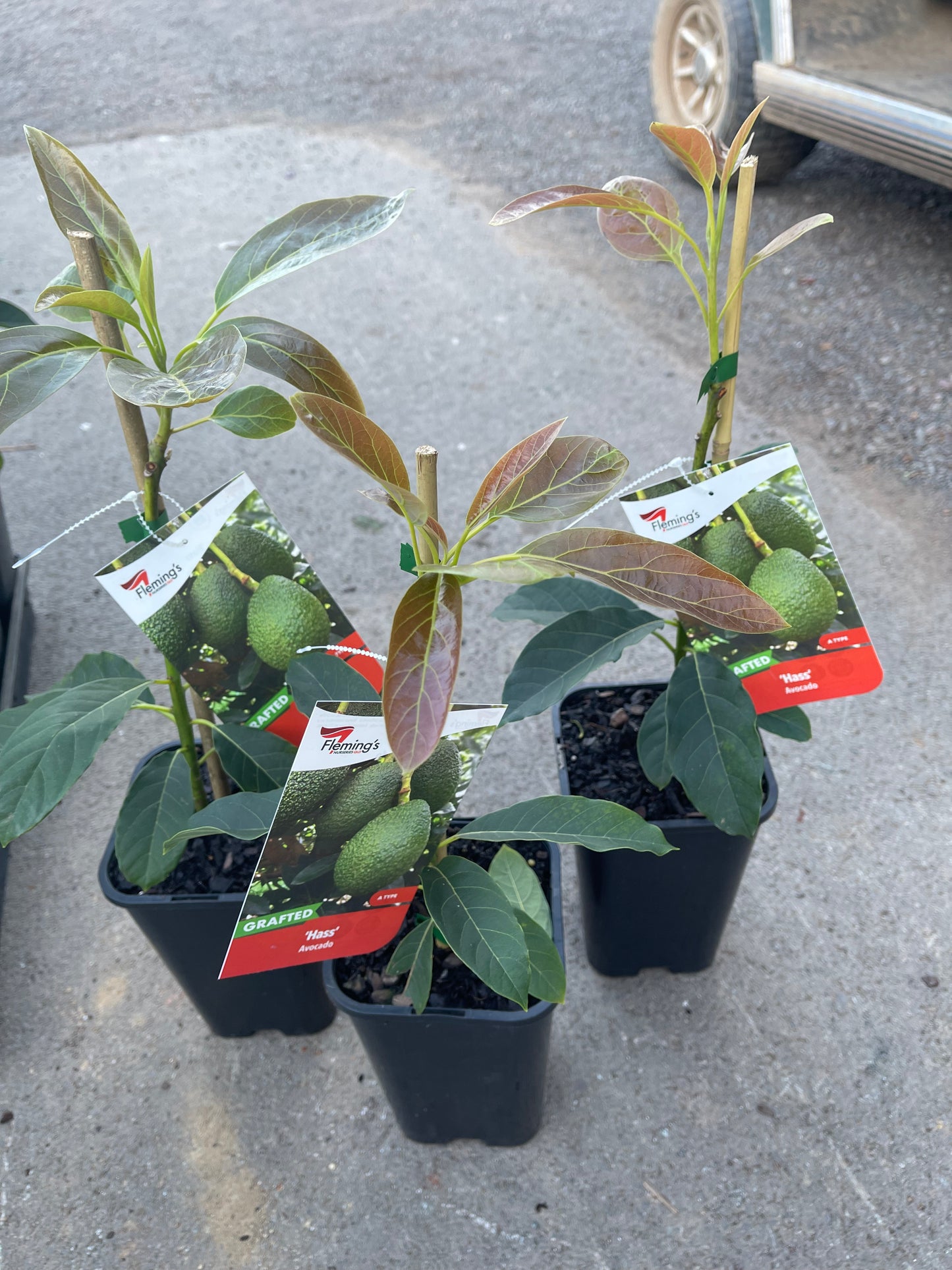 Avocado Hass (A Type) 2L