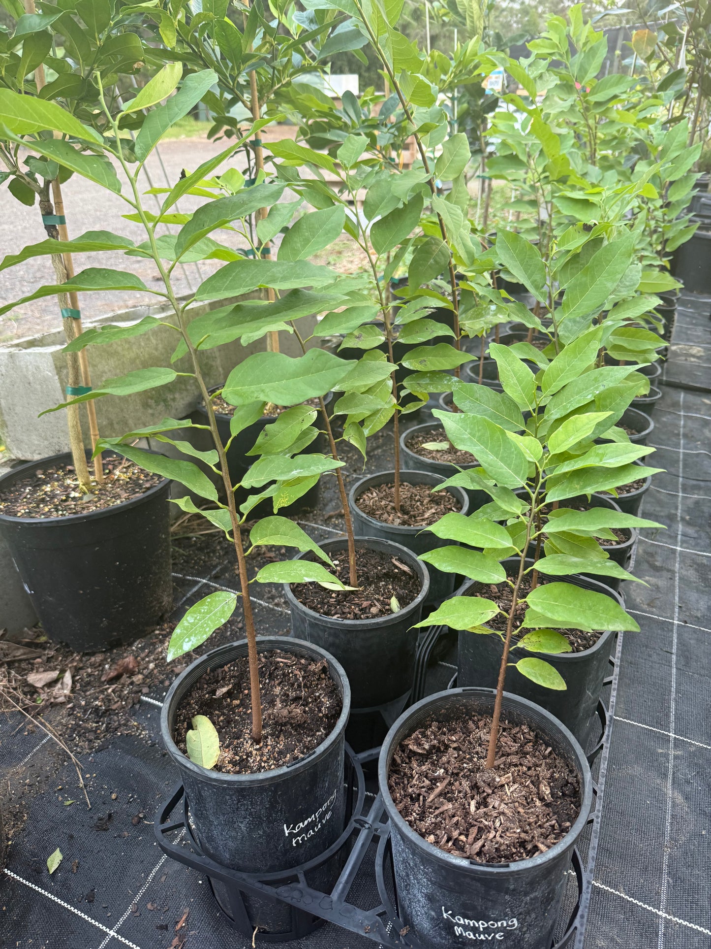 Sugar apple - Kampong Mauve