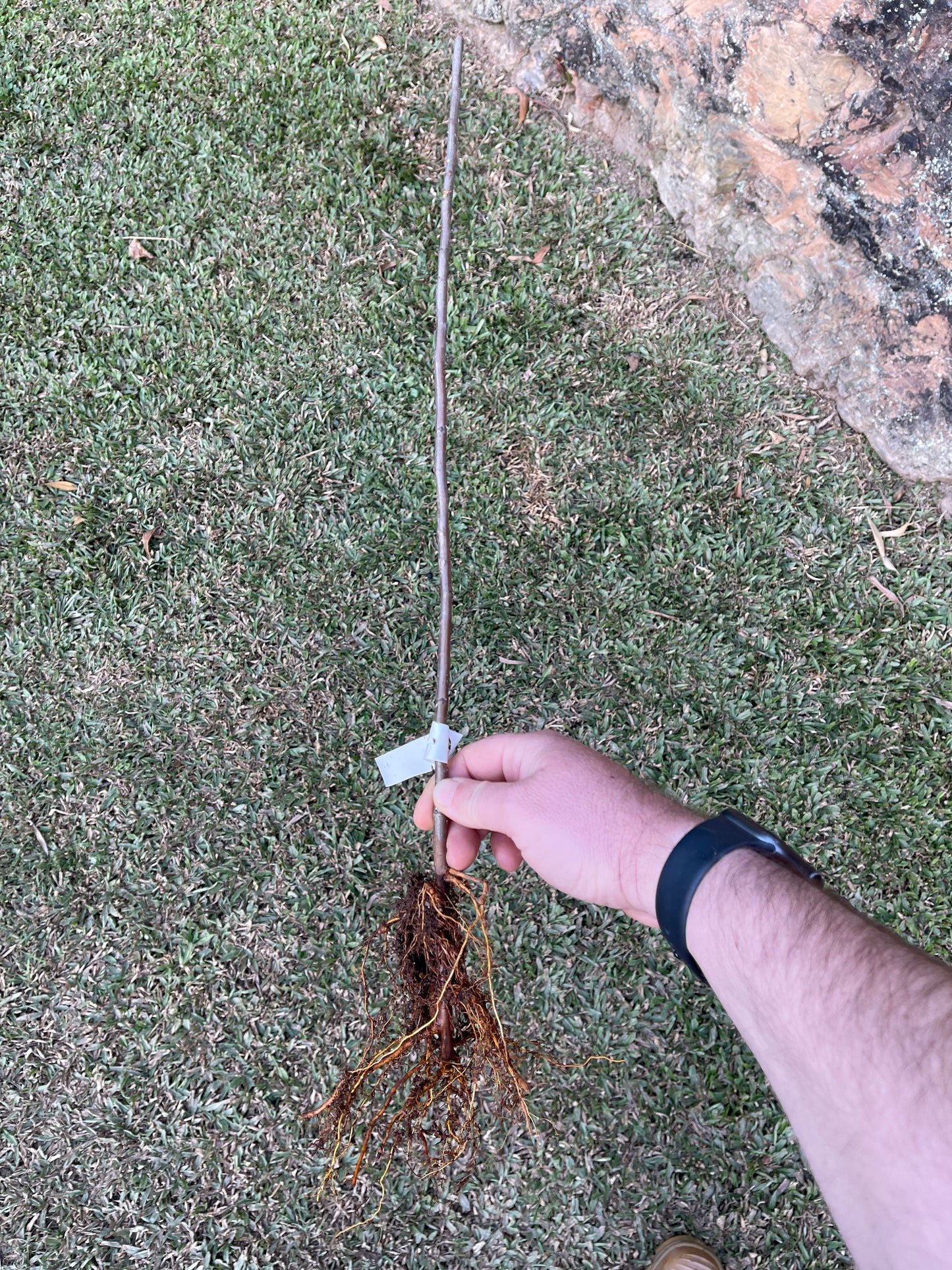 Northern Spy - Apple Rootstock