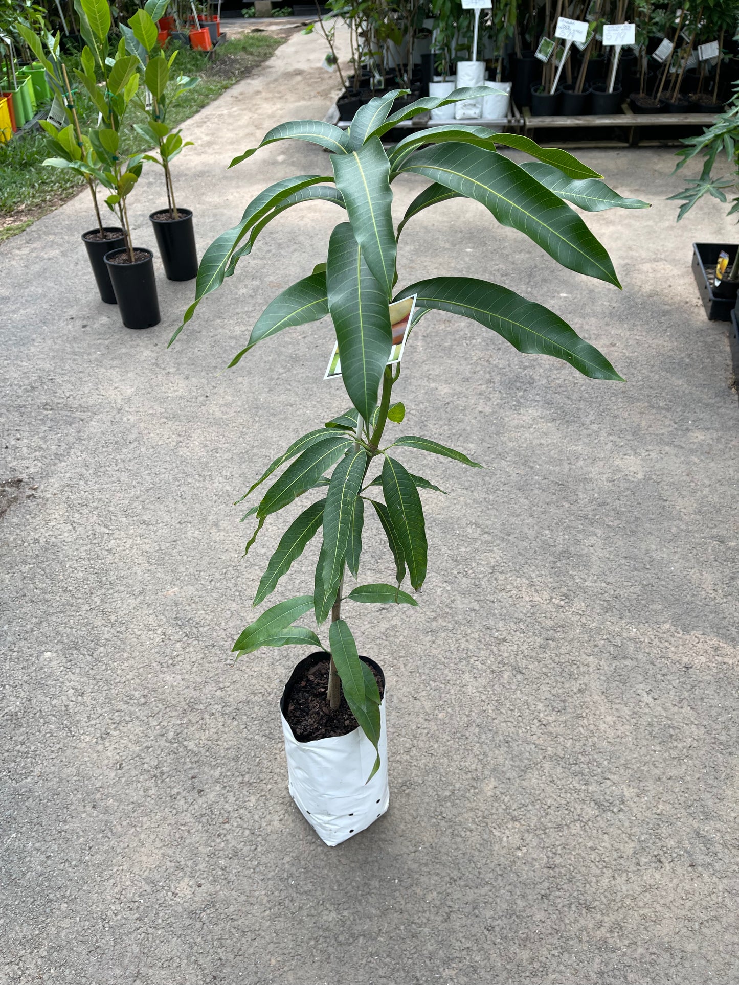 Mango Tommy Atkins 5l