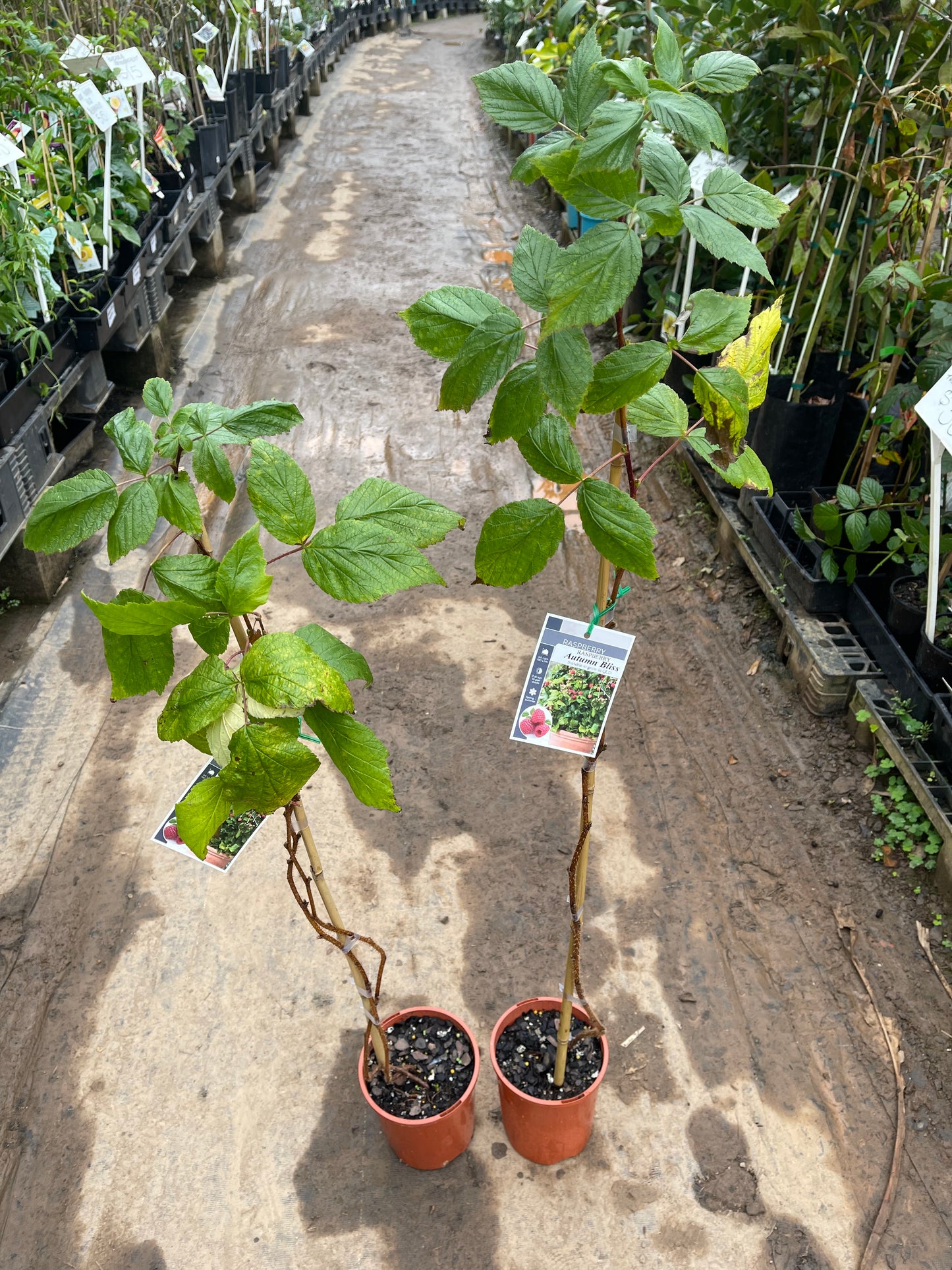 Raspberry - Autumn Bliss