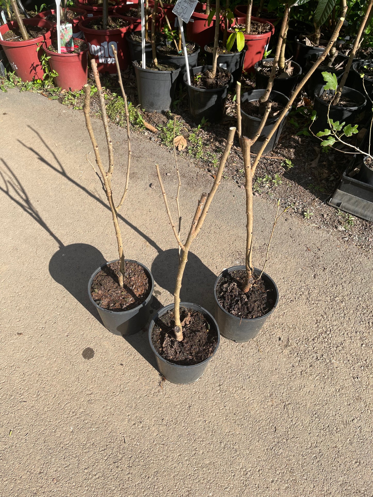 Mulberry Black Dwarf - Advanced 165mm