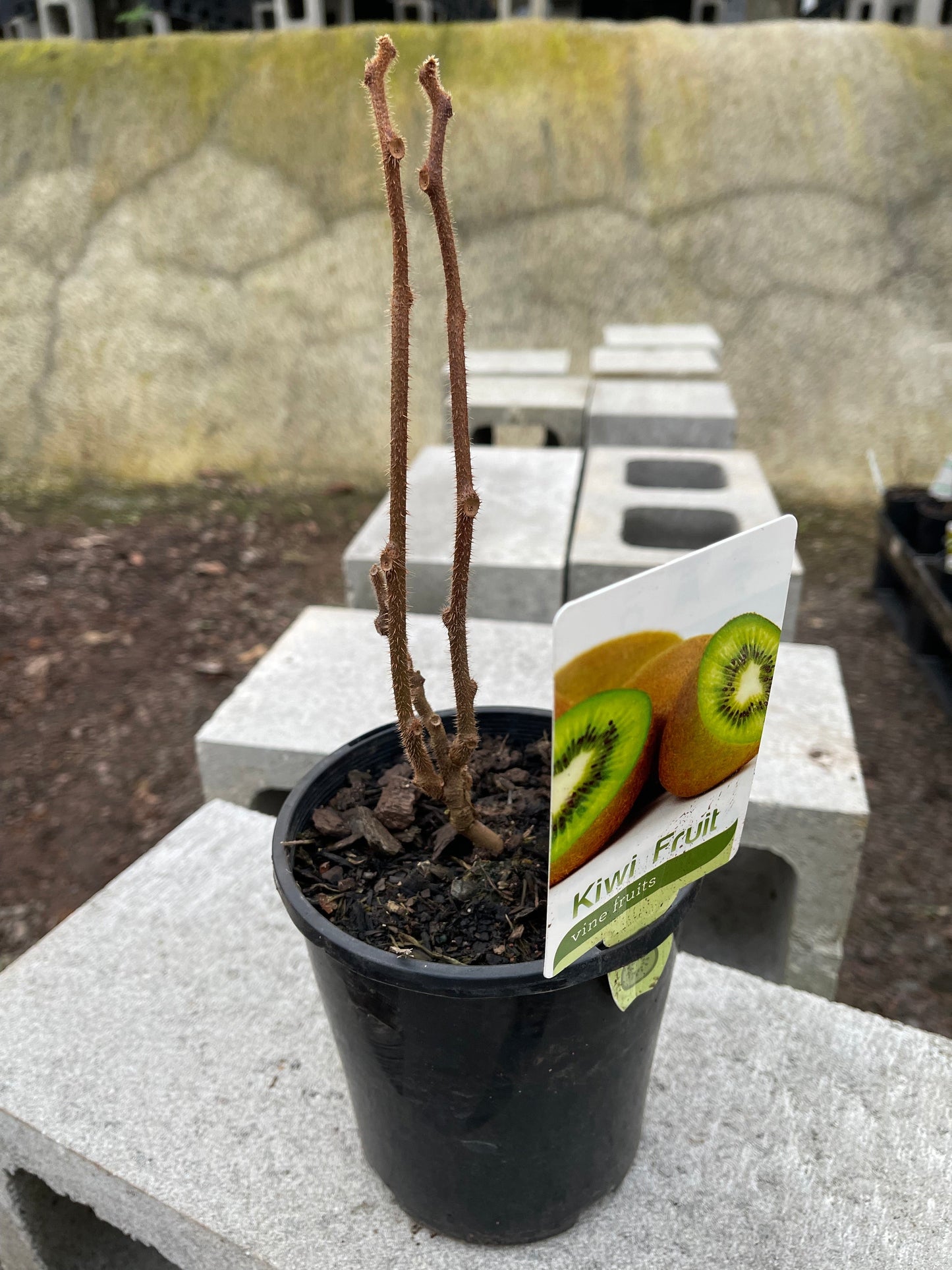 Kiwi Fruit - Male