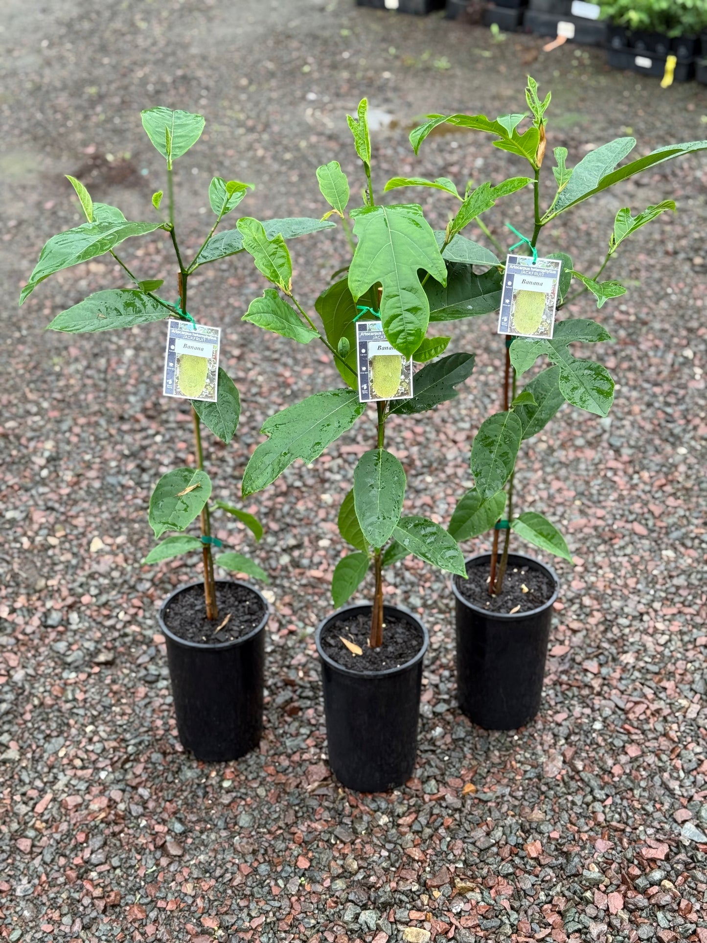 Chempejack - Banana Seedling