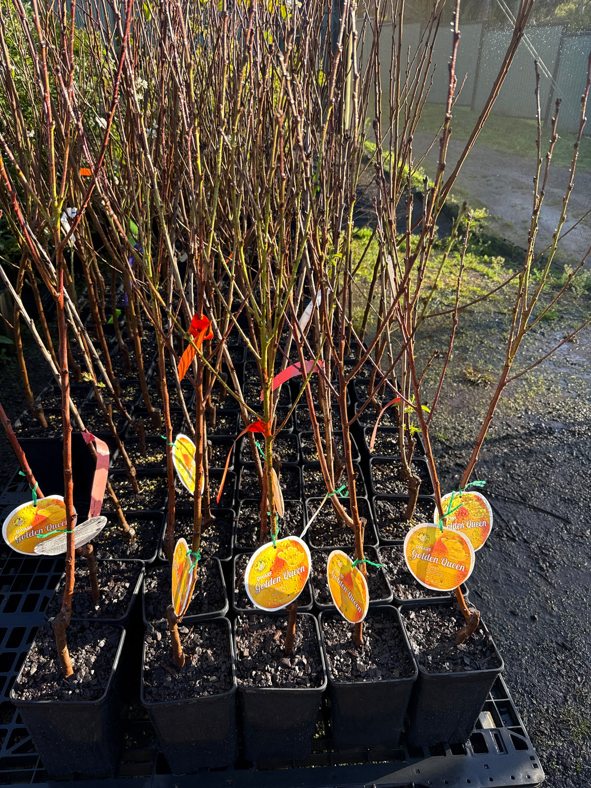 Dwarf Peach - Golden Queen ( Bare Root Potted )