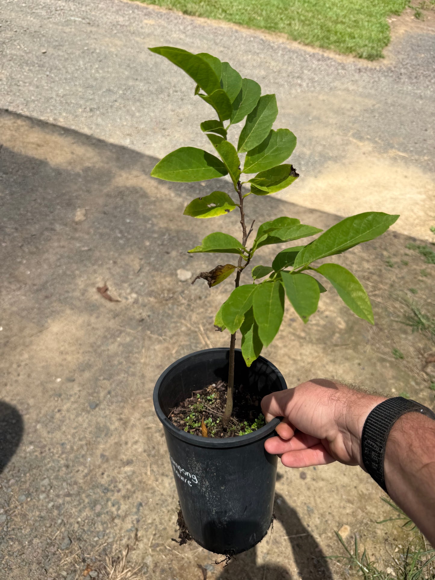 Sugar apple - Kampong Mauve