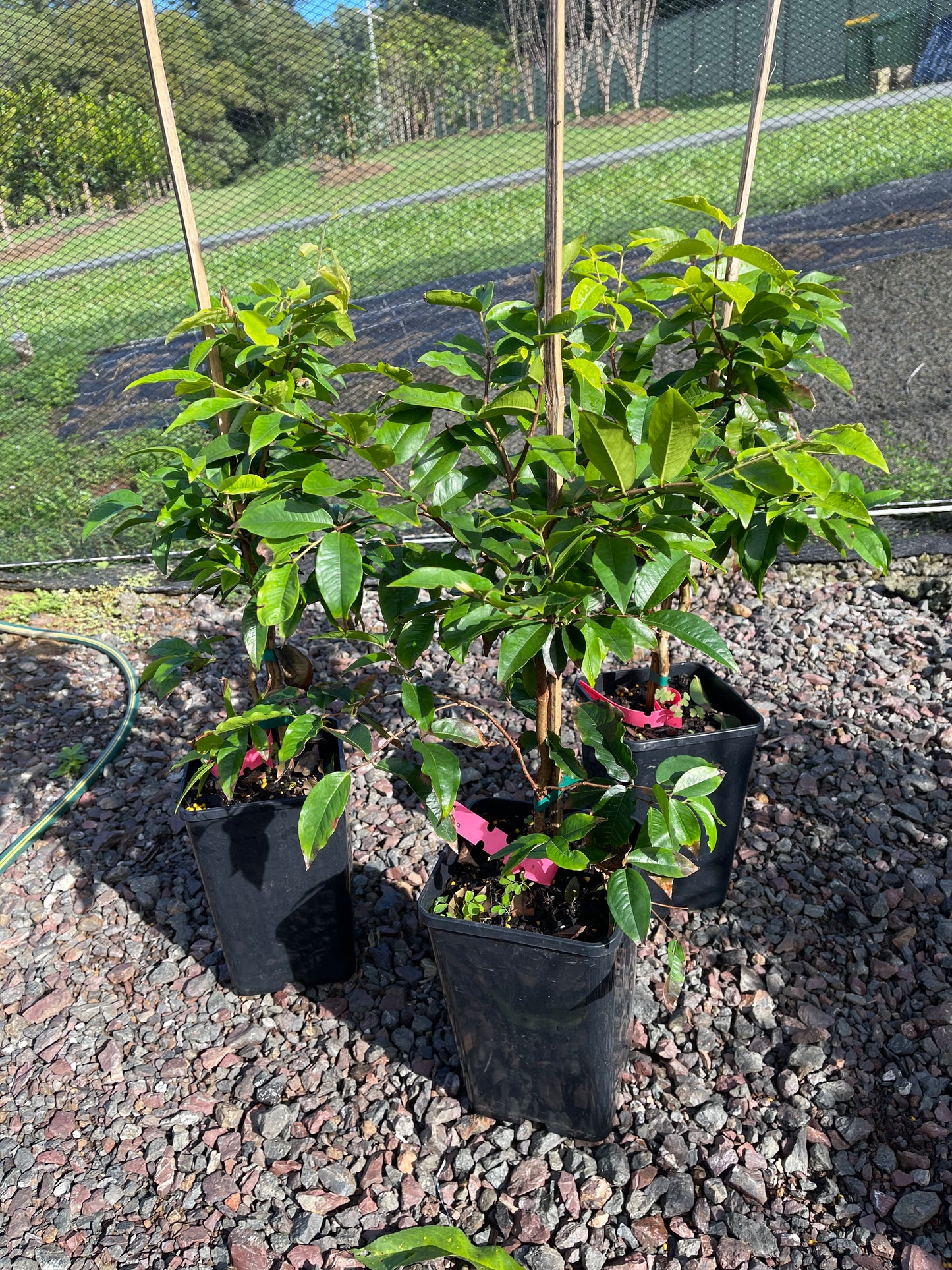 Dwarf Jaboticaba - Scarlet 5L