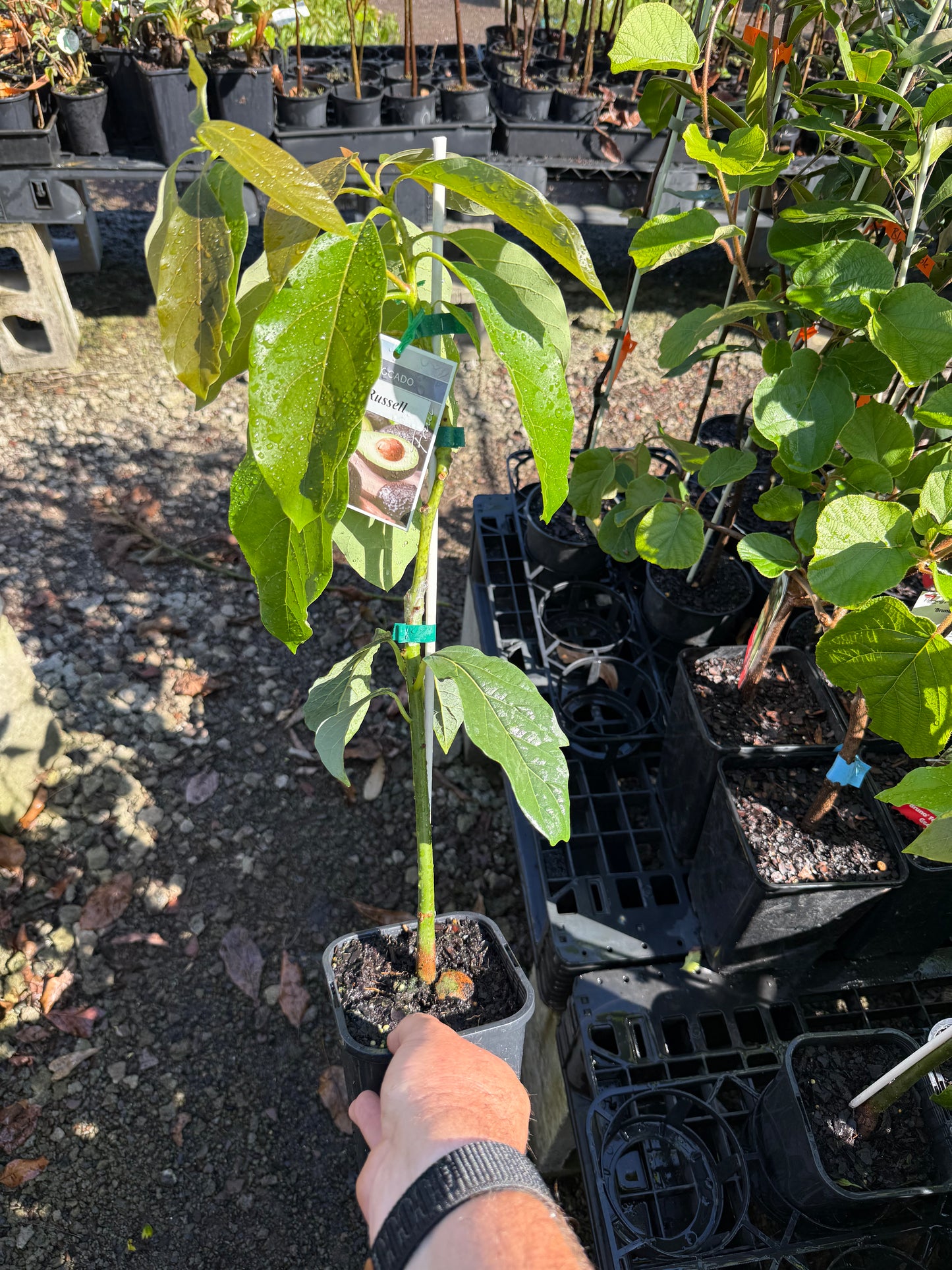 Avocado Sharpe (A Type) 2l