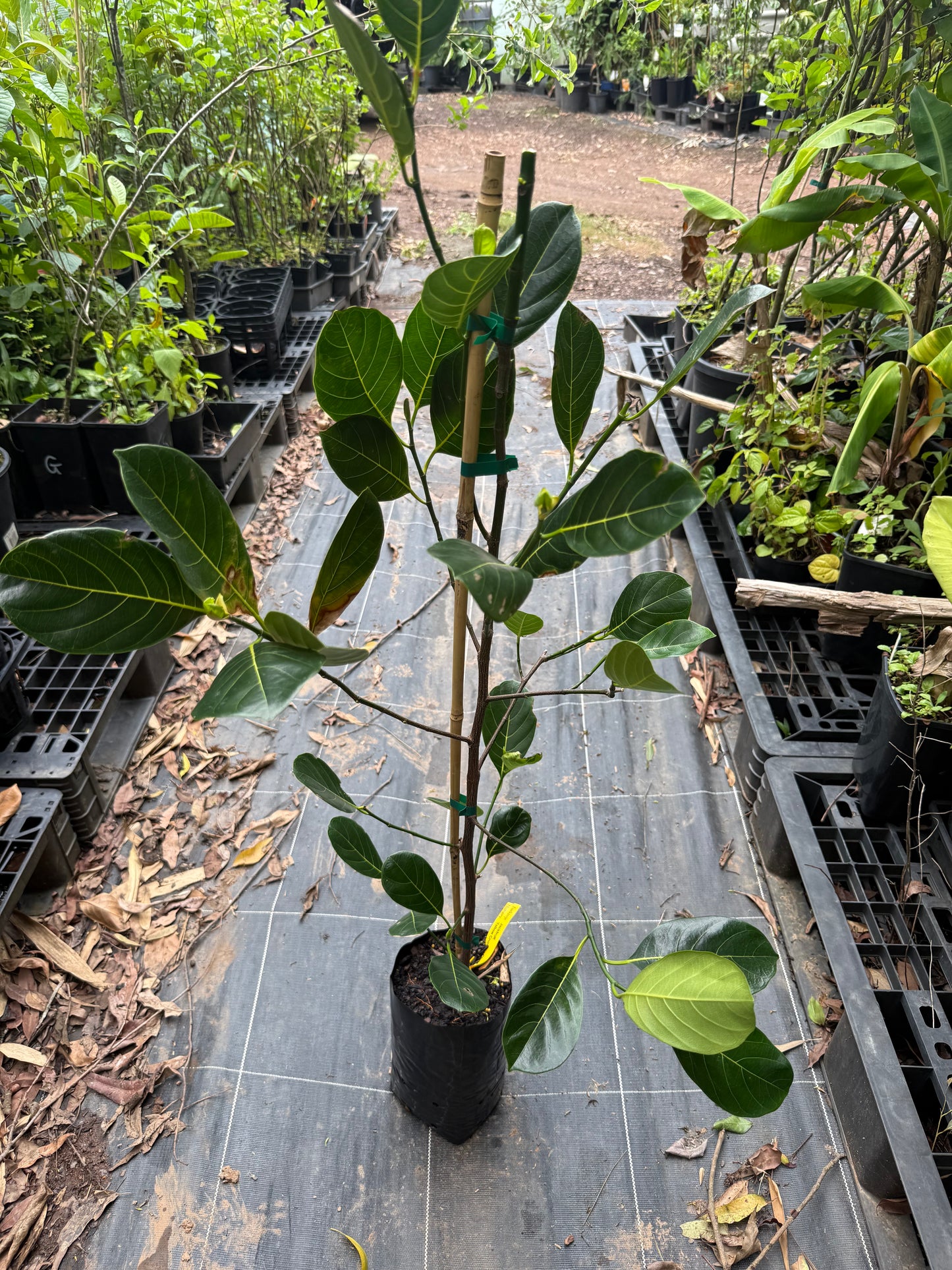 Jackfruit Marcott - Yellow Crunch