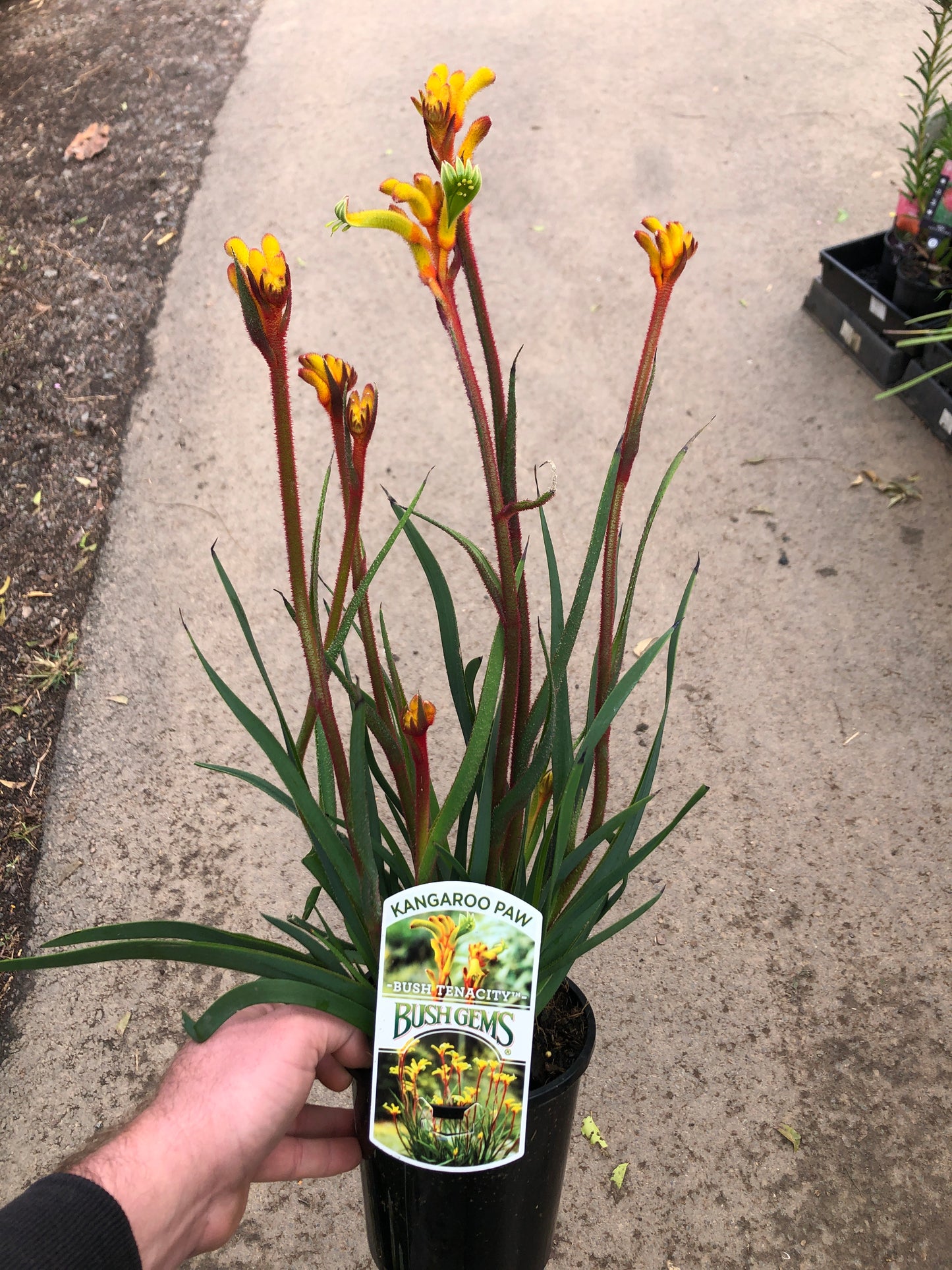 Kangaroo Paw - Tenacity