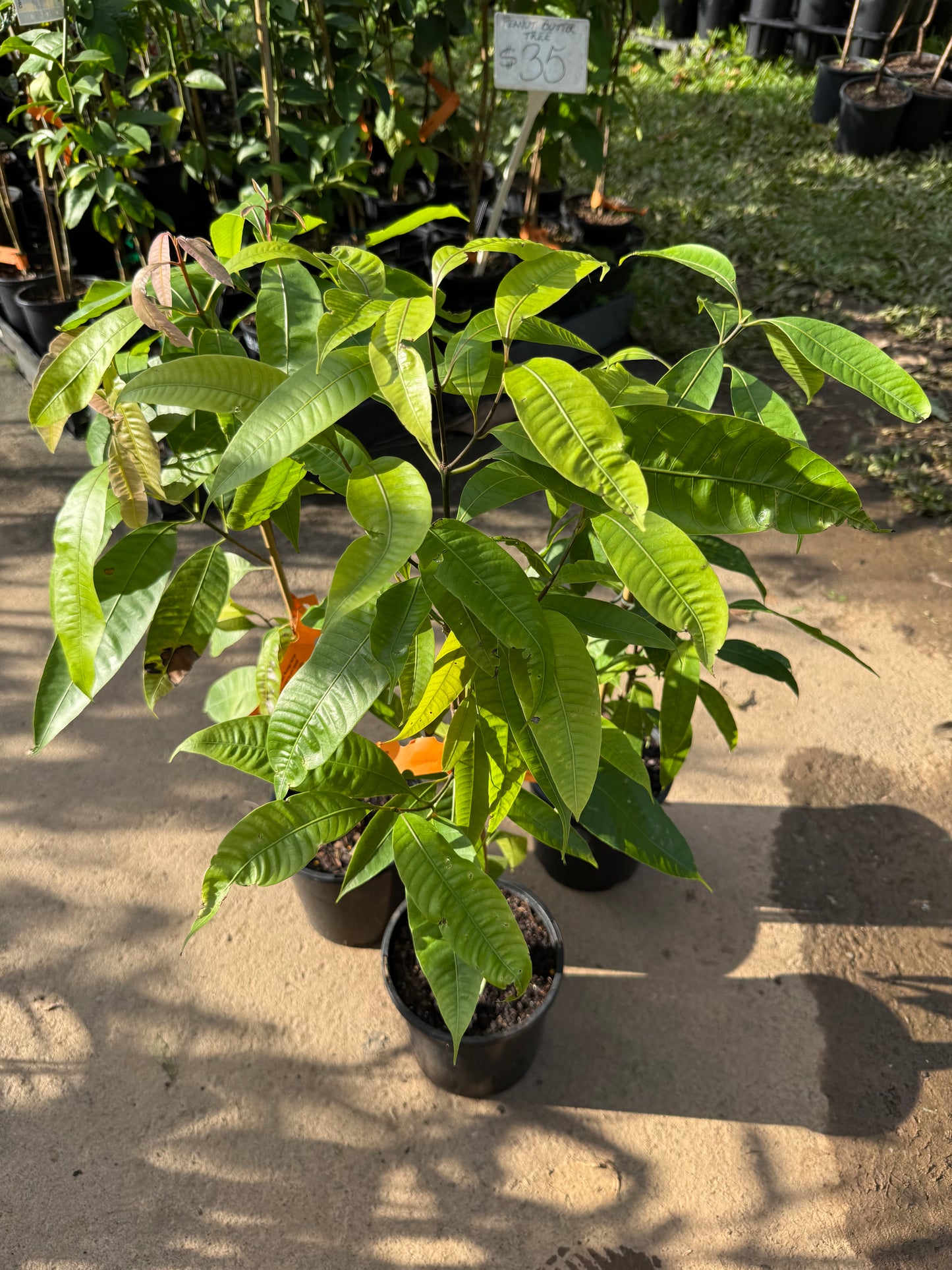Maprang (Plum mango)