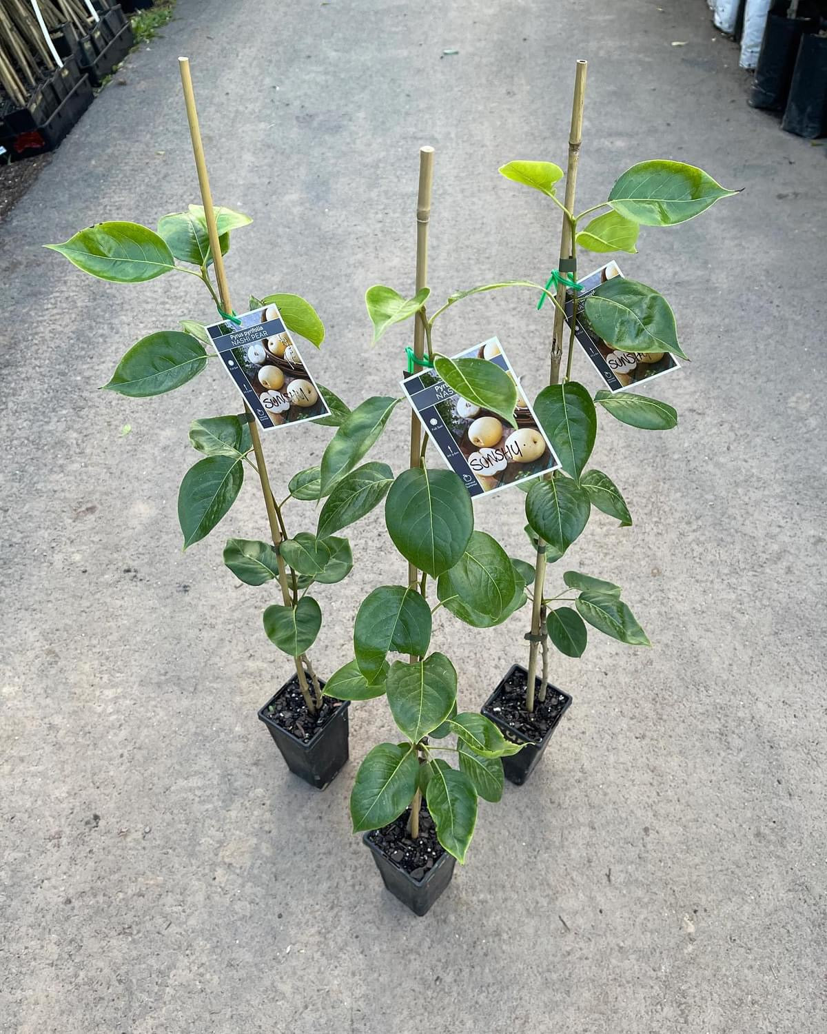 Pear Nashi - Nijisseiki 5l
