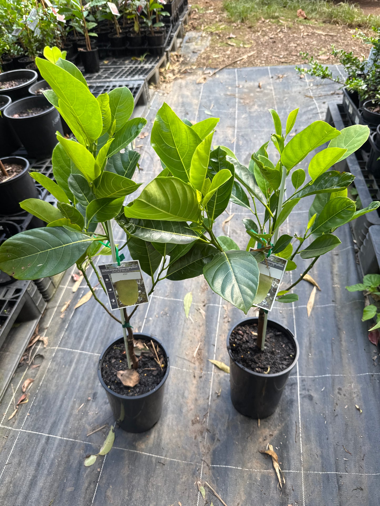 Jackfruit Grafted - J33