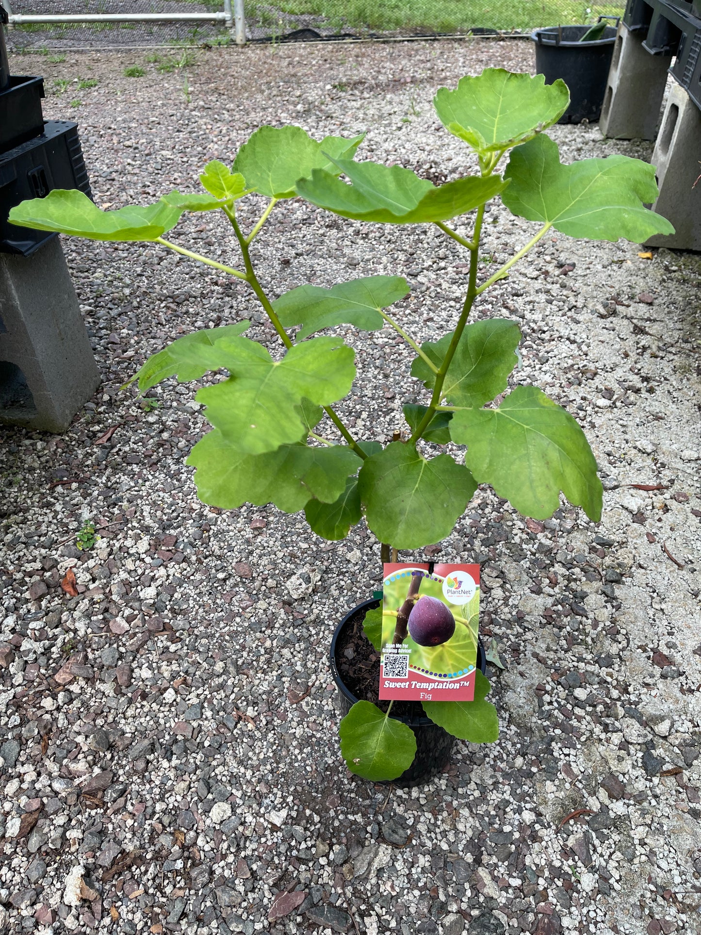 Dwarf Fig - Conadria Red / Sweet Temptation