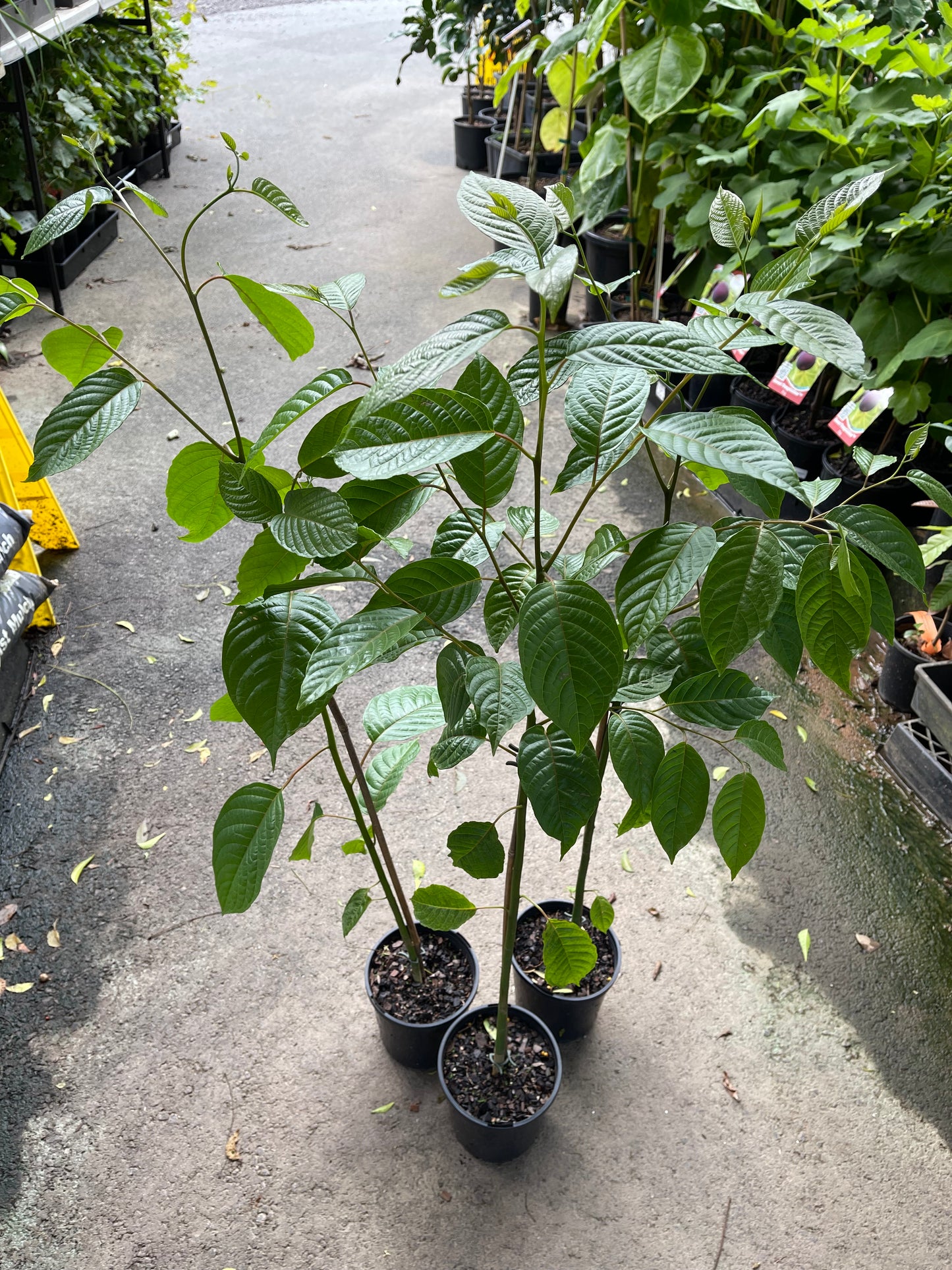 Ylang Ylang - Cananga odorata