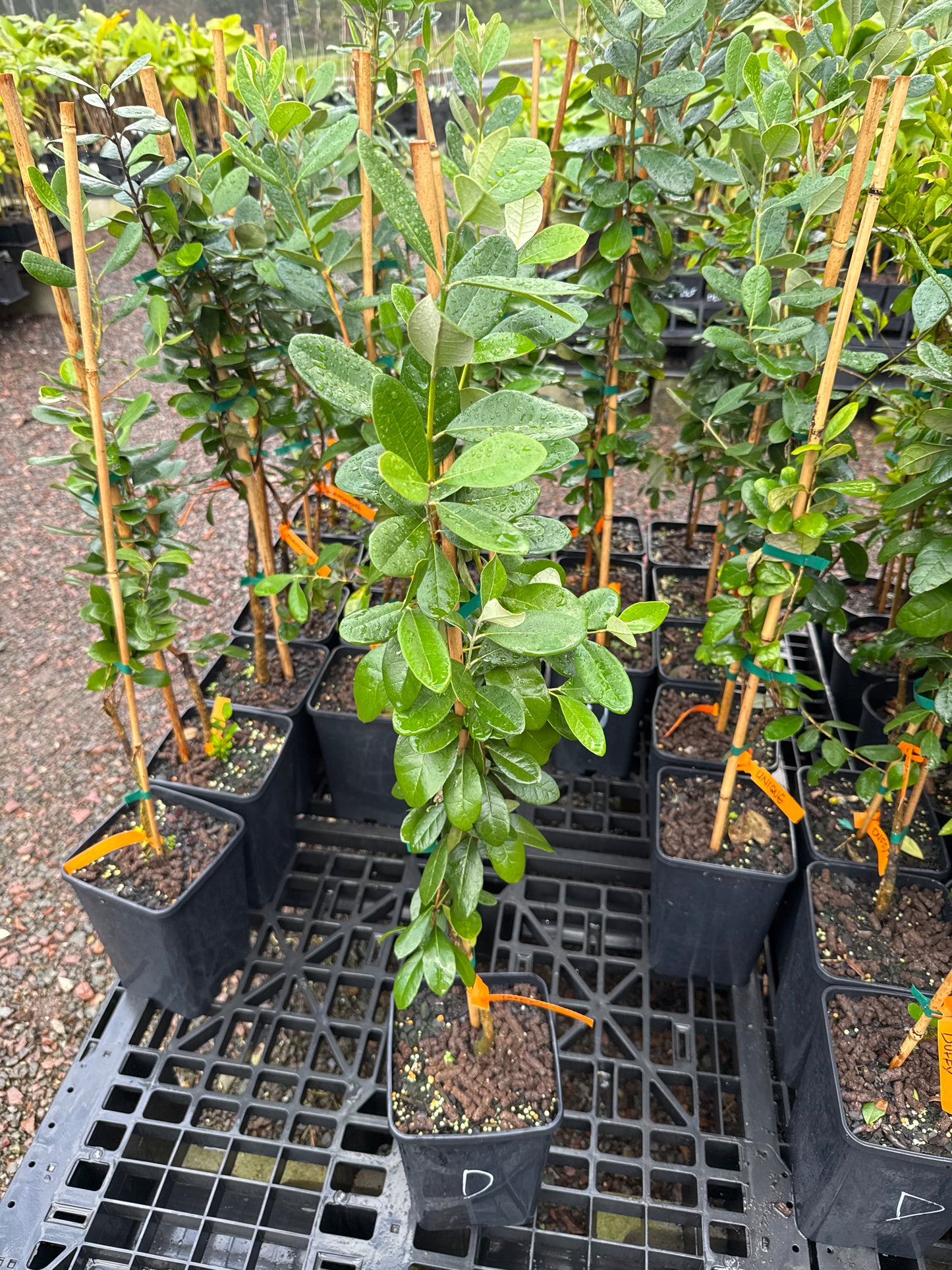 Feijoa Duffy 5l