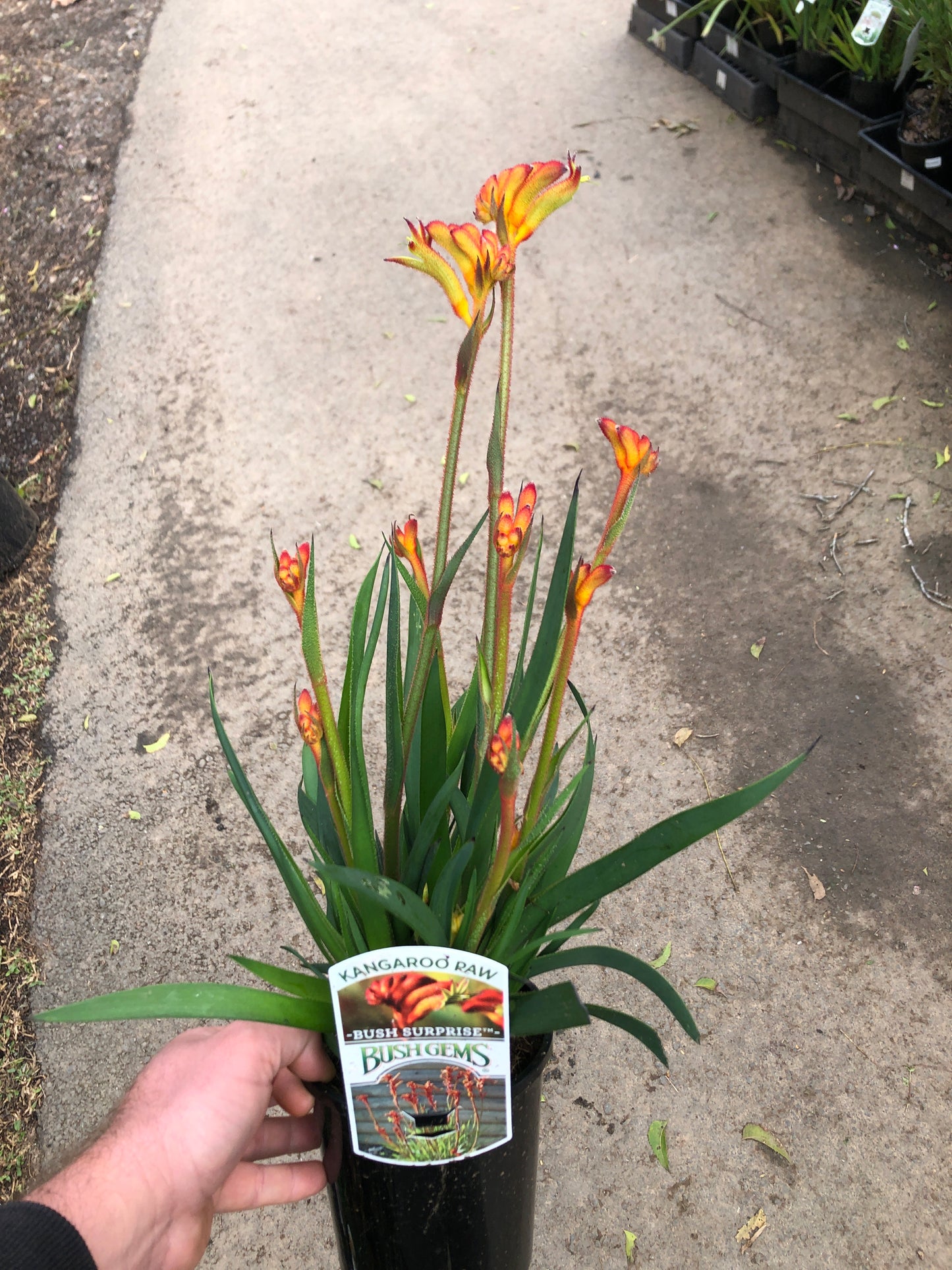 Kangaroo Paw - Bush Surprise