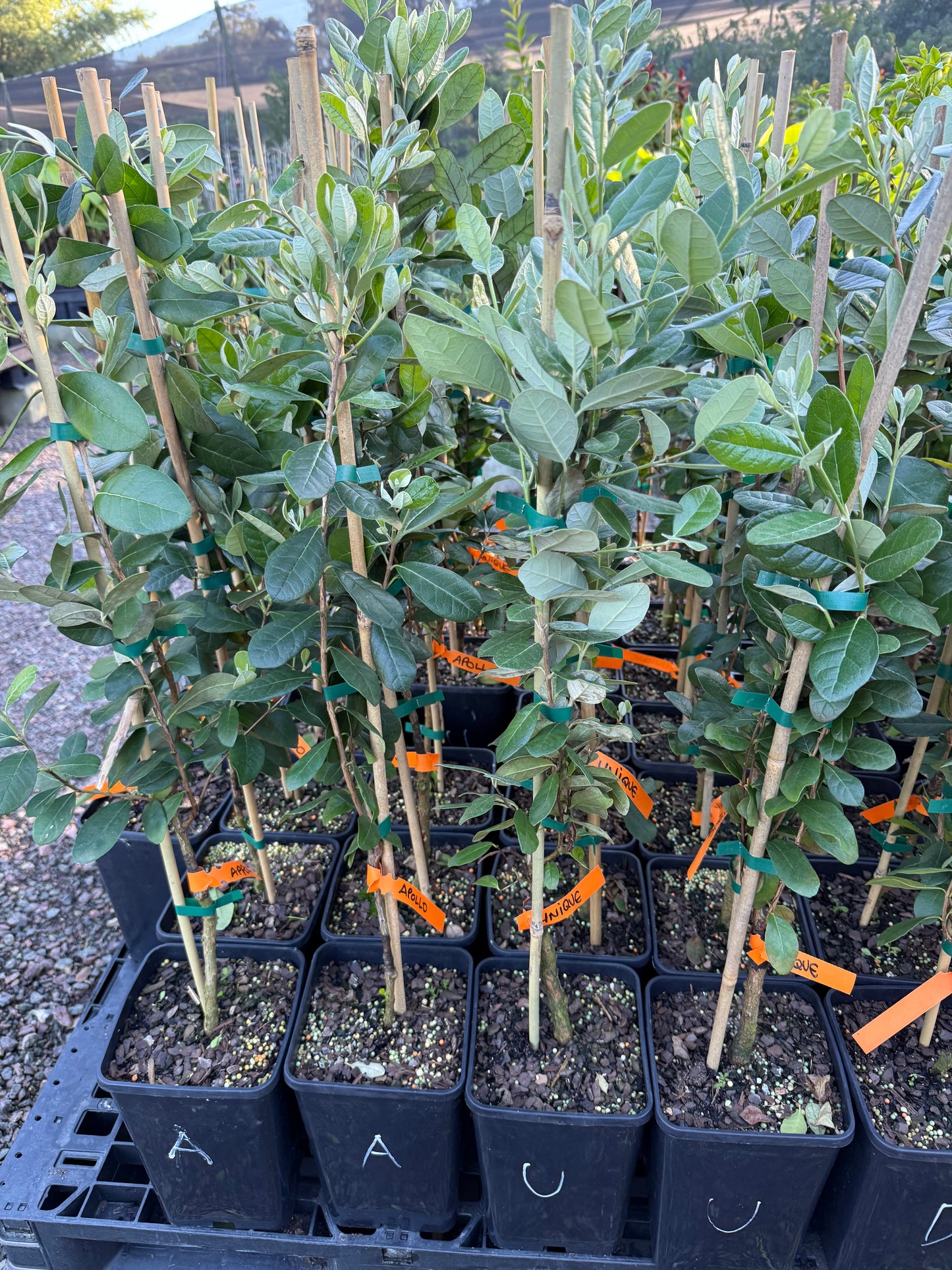 Feijoa Unique