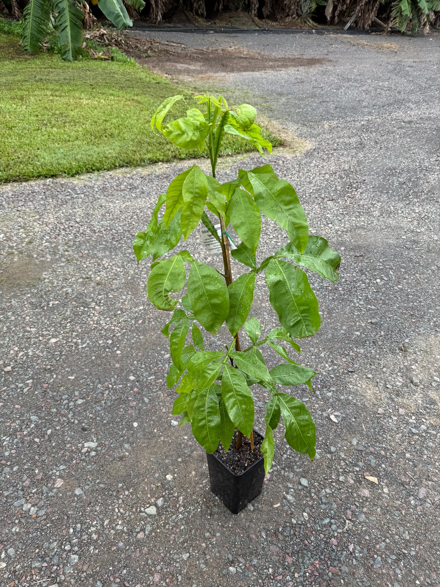 Spanish Lime - Mamoncillo 5l
