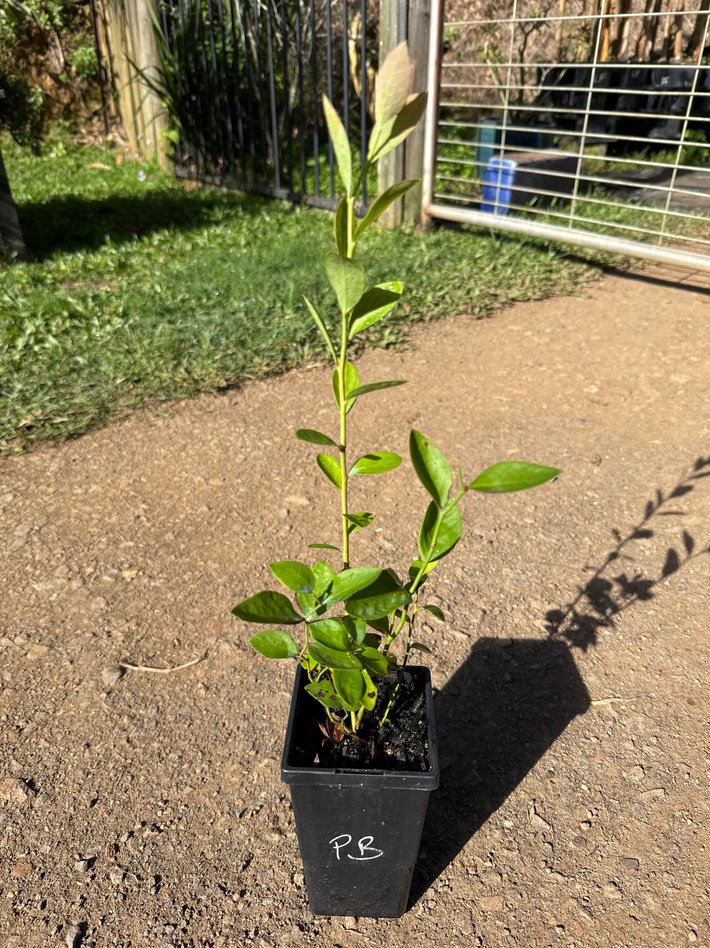 Blueberry Powder Blue 90mm