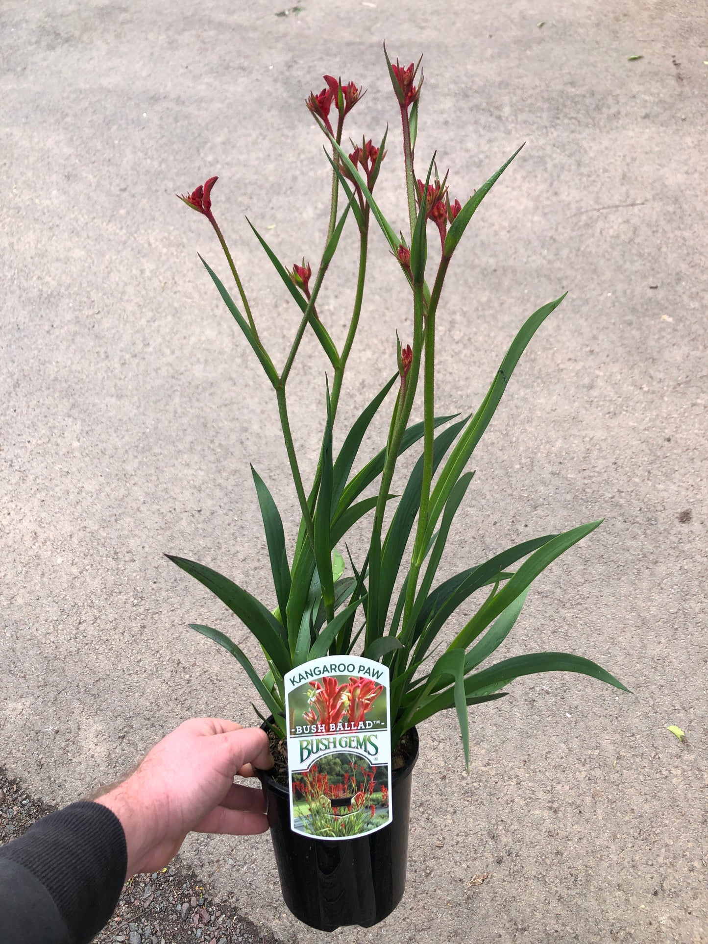Kangaroo Paw - Bush Ballad PBR