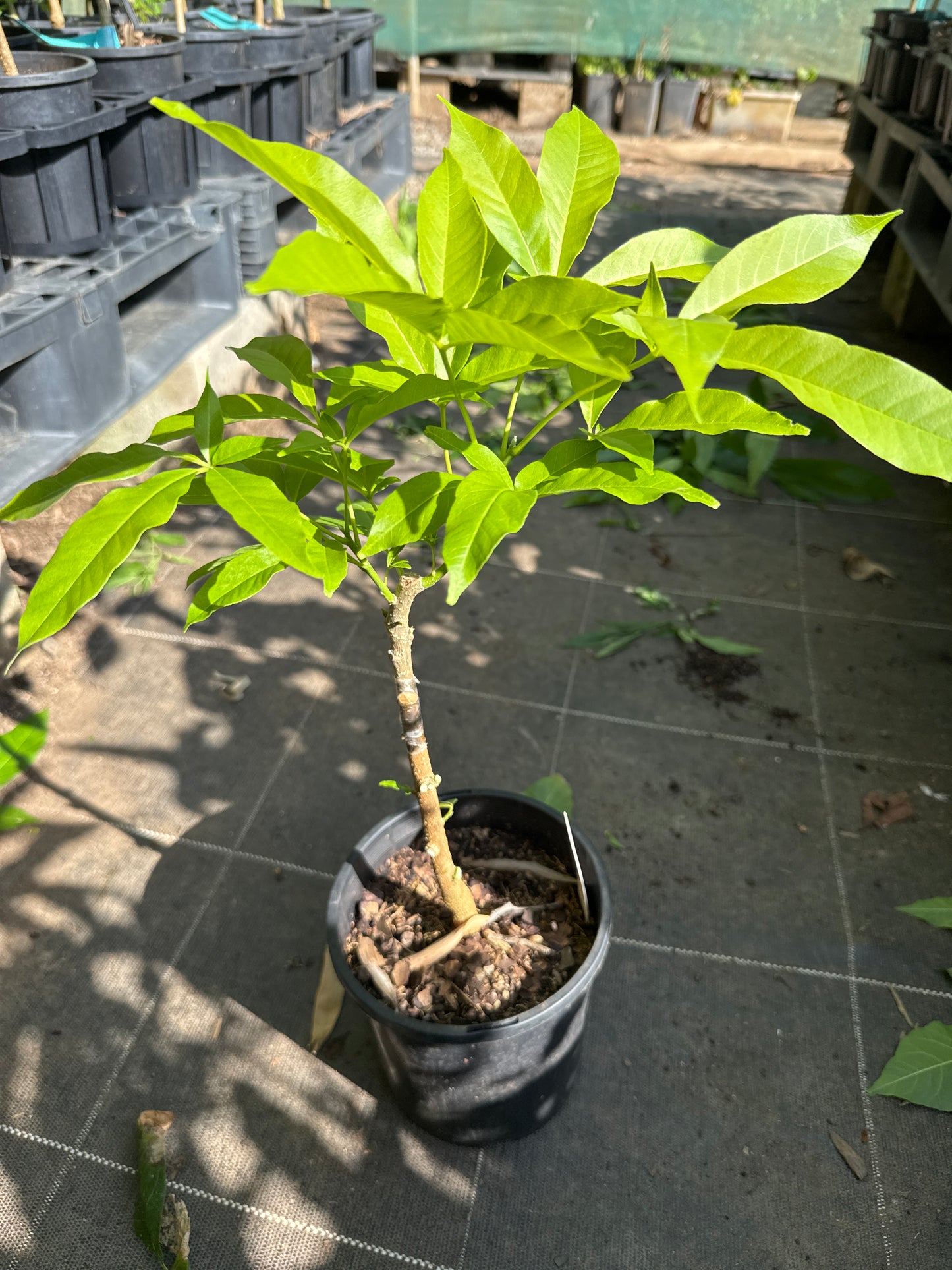 White Sapote - Vernon Grafted