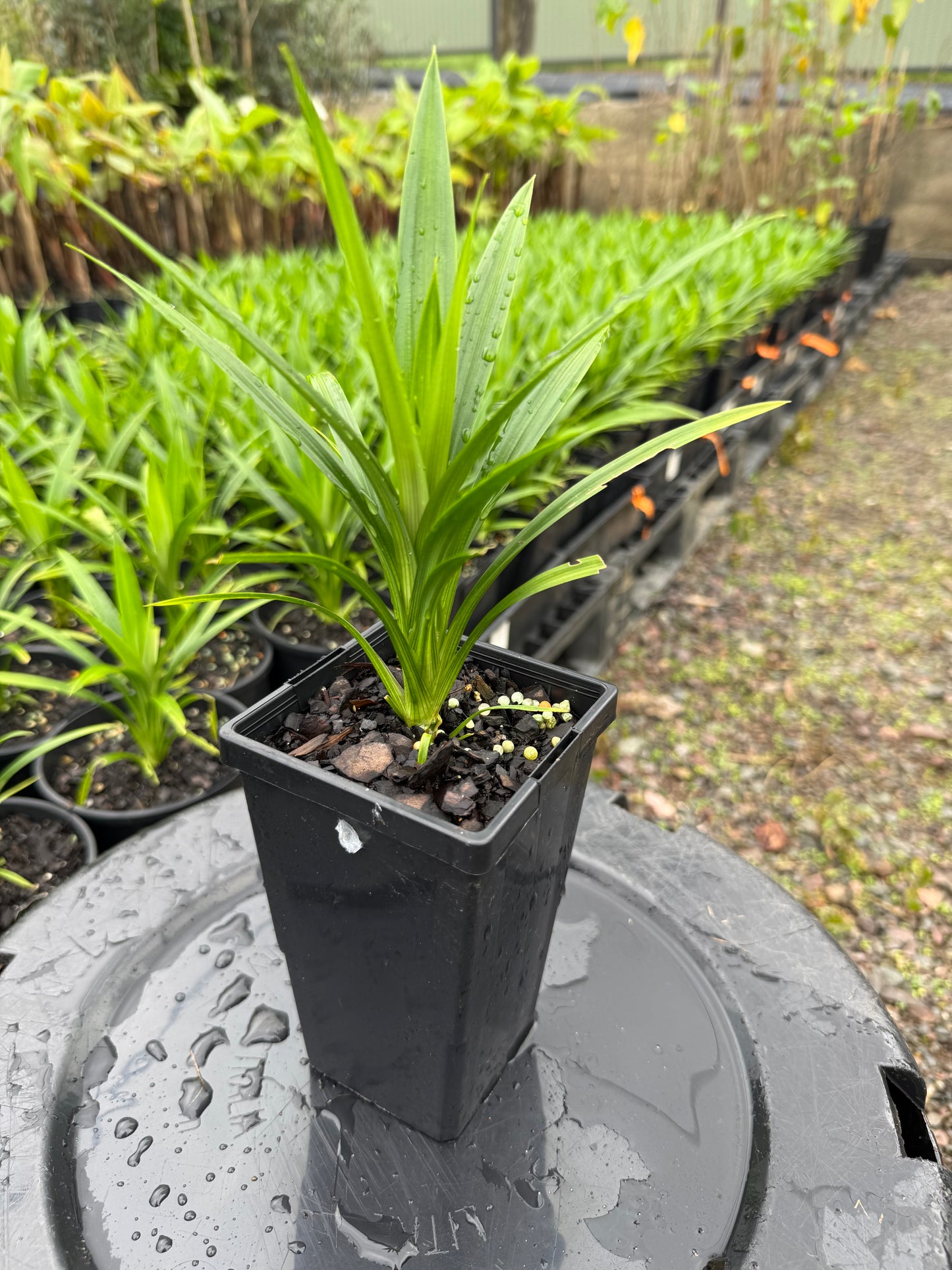 Pandan- Edible Pandanus 90mm