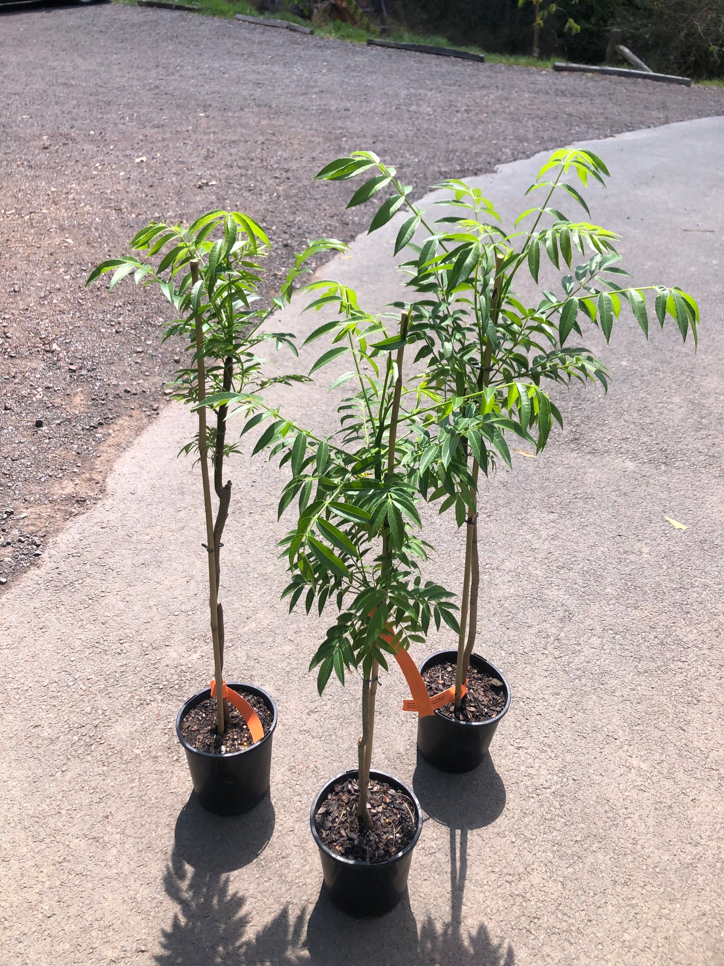 Ambarella - Hog Plum
