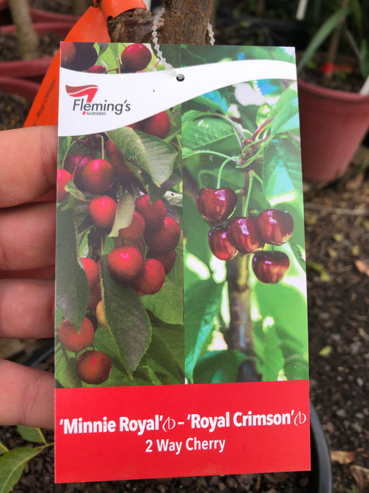 Cherry Double Graft Minnie Royal + Royal Crimson (Bare Root Potted)