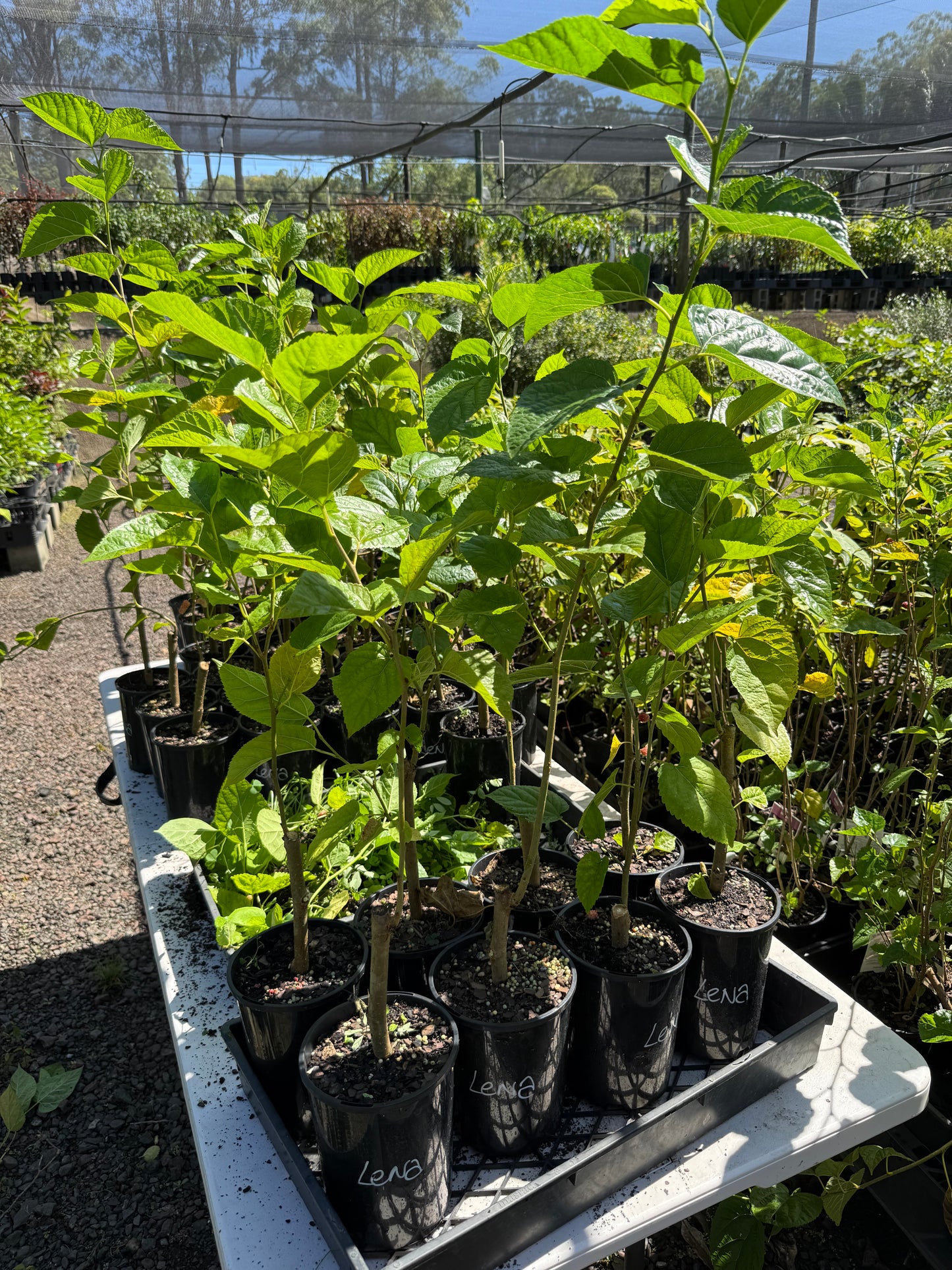 Mulberry Lena