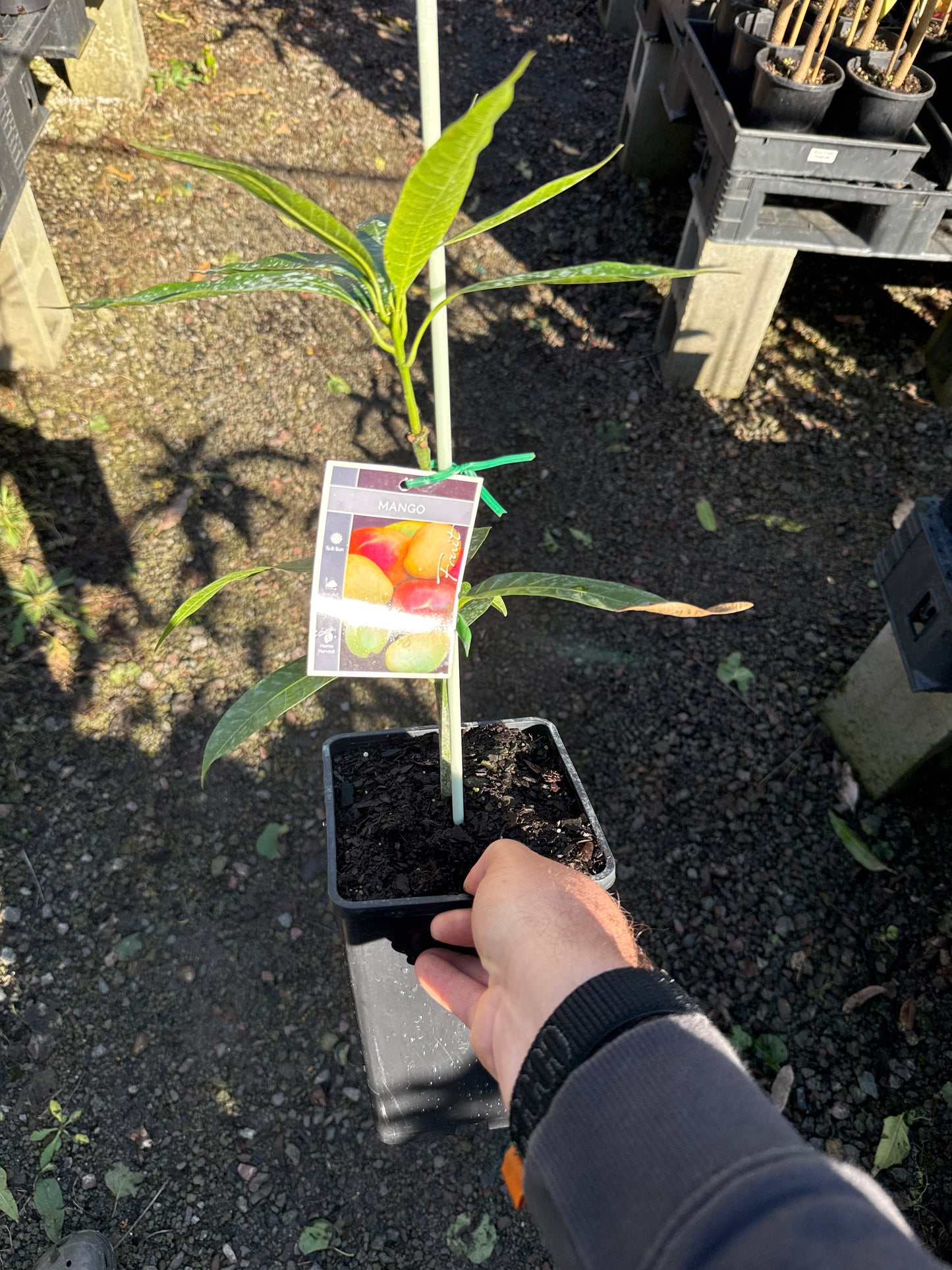 Mango - Dasheri - Small 5l