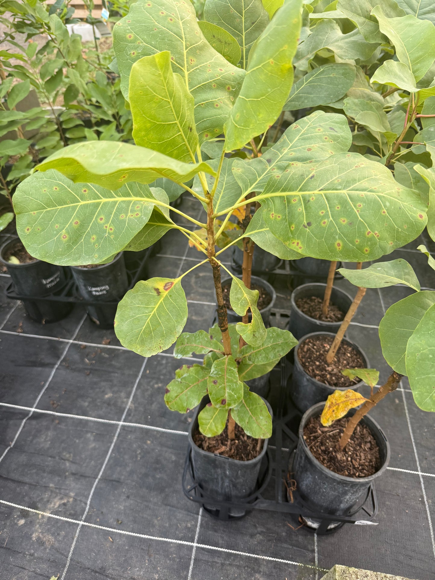 Kakadu Plum - Terminalia ferdinandiana
