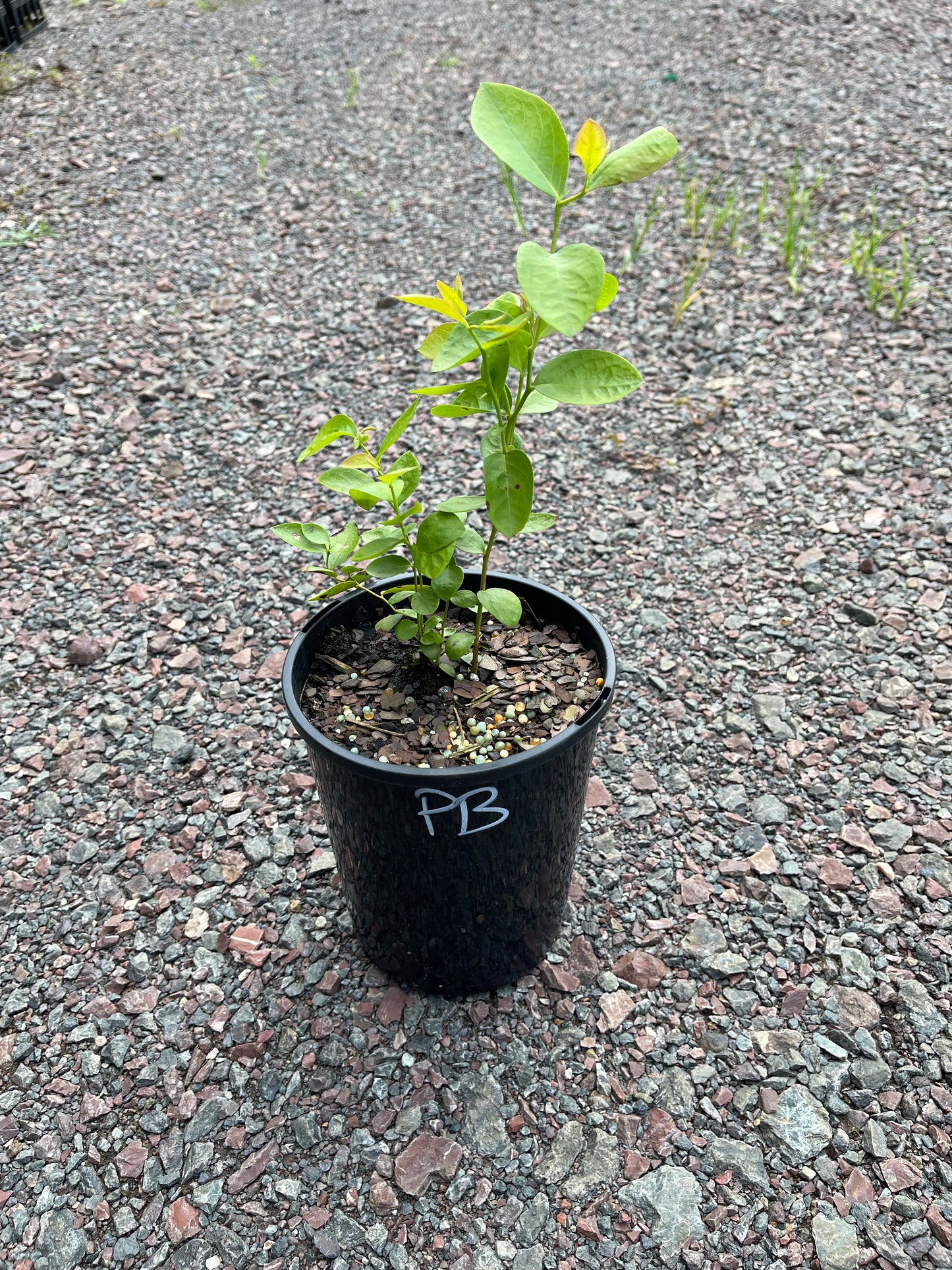 Blueberry Powder Blue 140mm