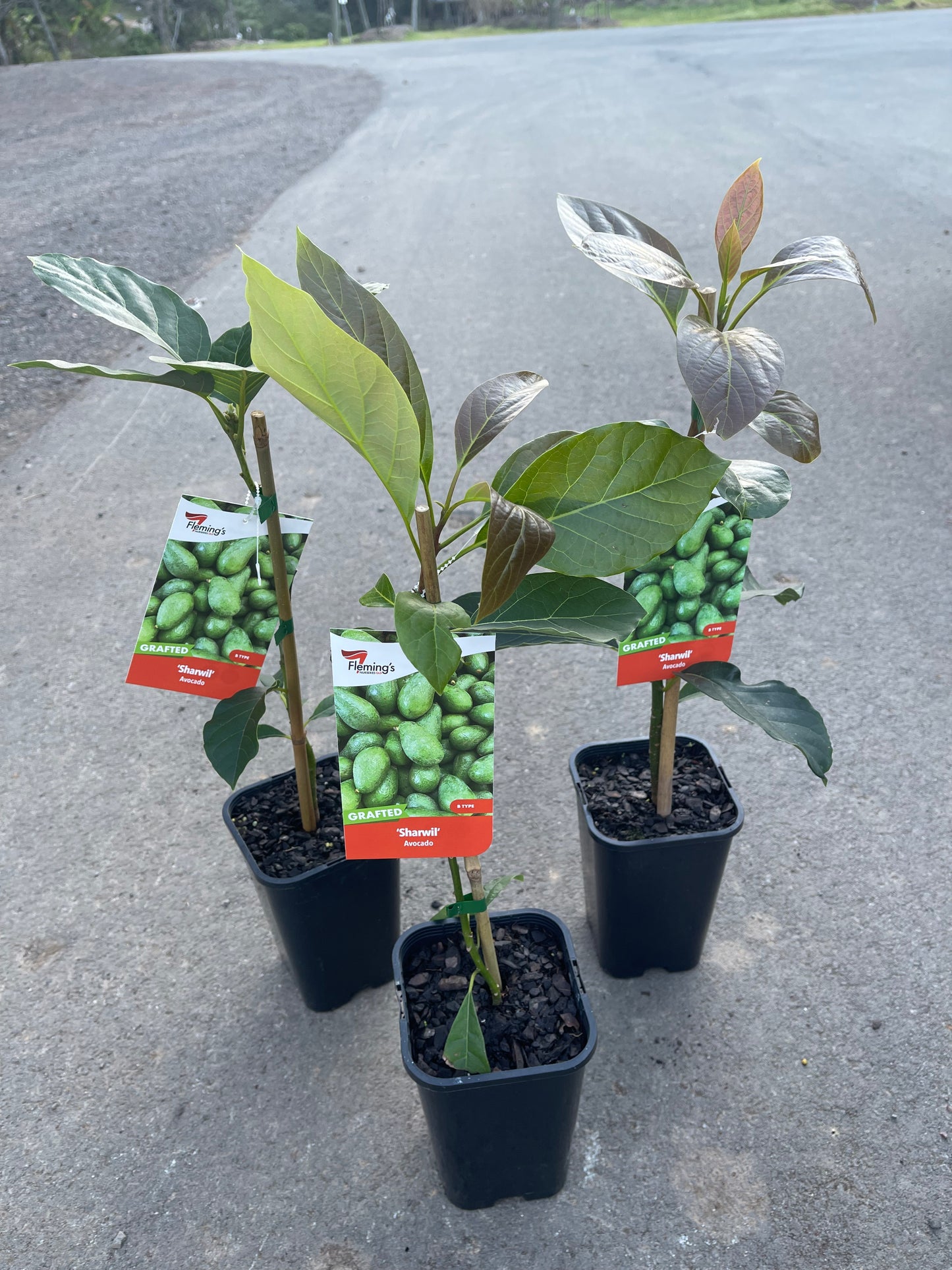 Avocado Sharwill (B Type) 2L