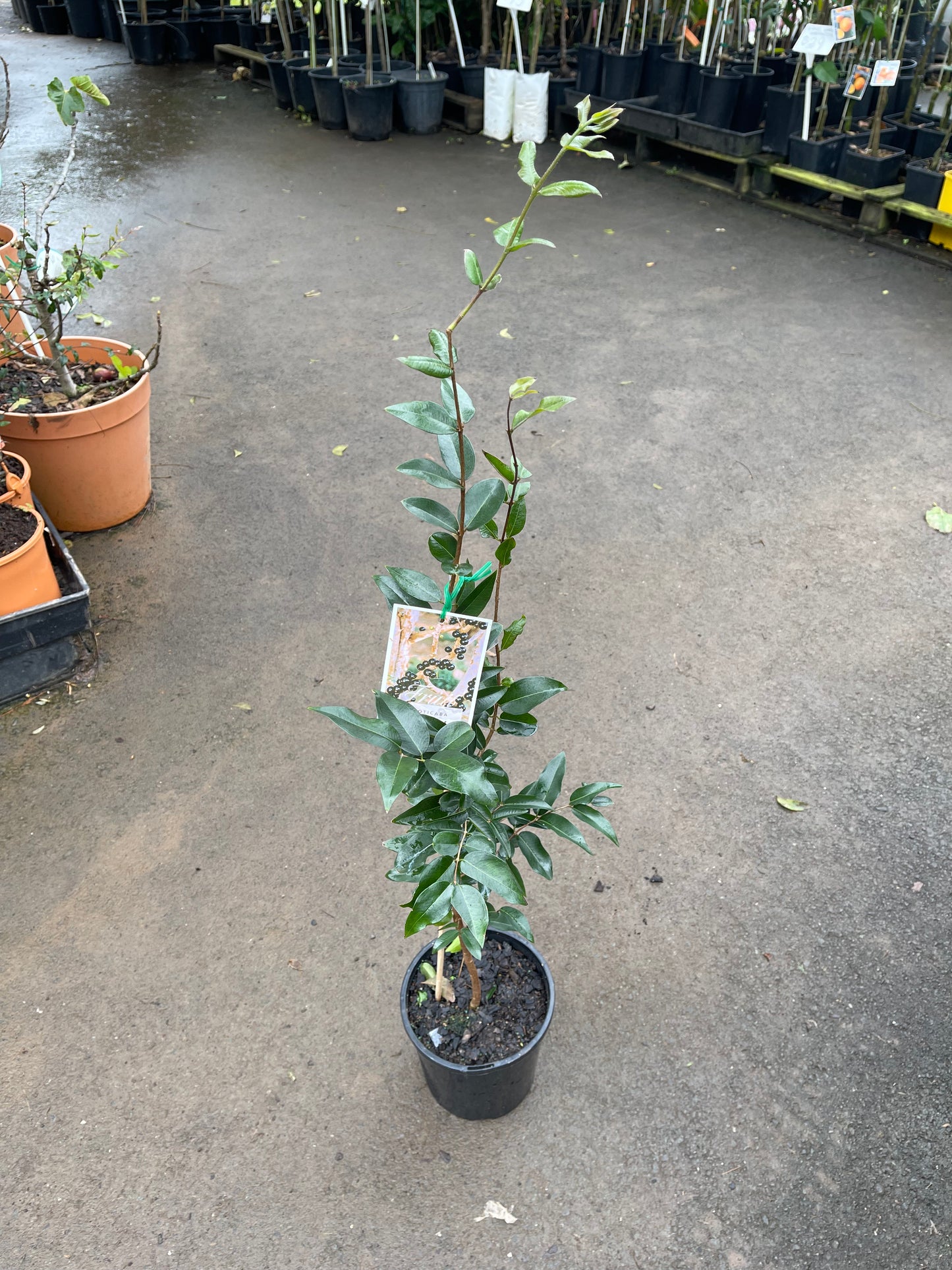 Jaboticaba Advanced Grimal (Large Leaf)