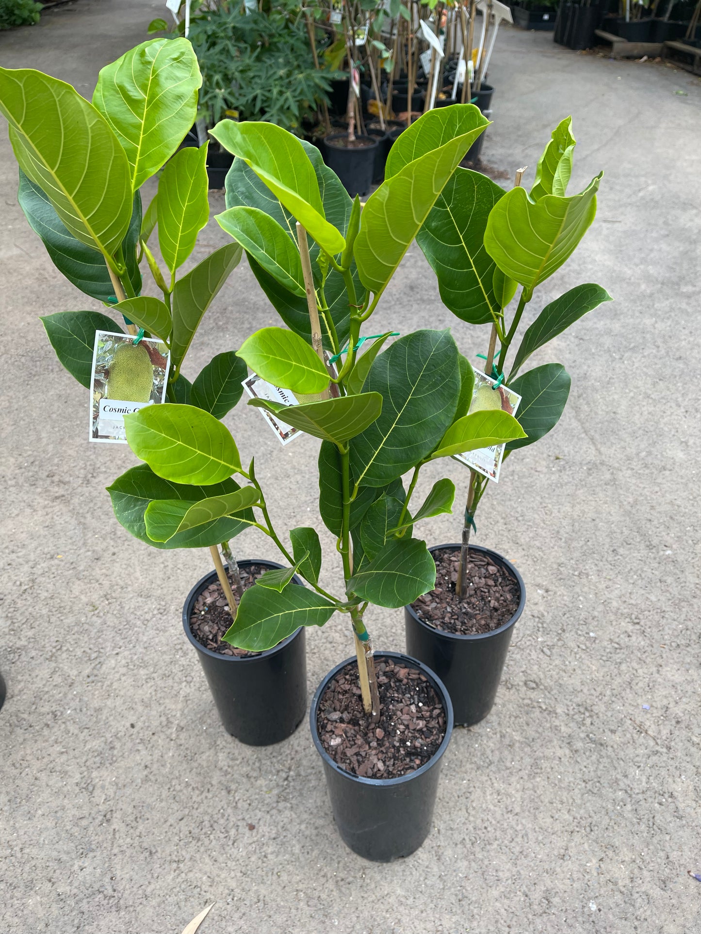 Jackfruit Grafted - Black Gold