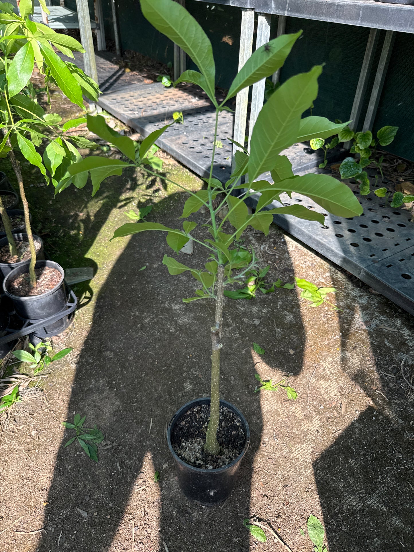 White Sapote - Golden Globe Grafted