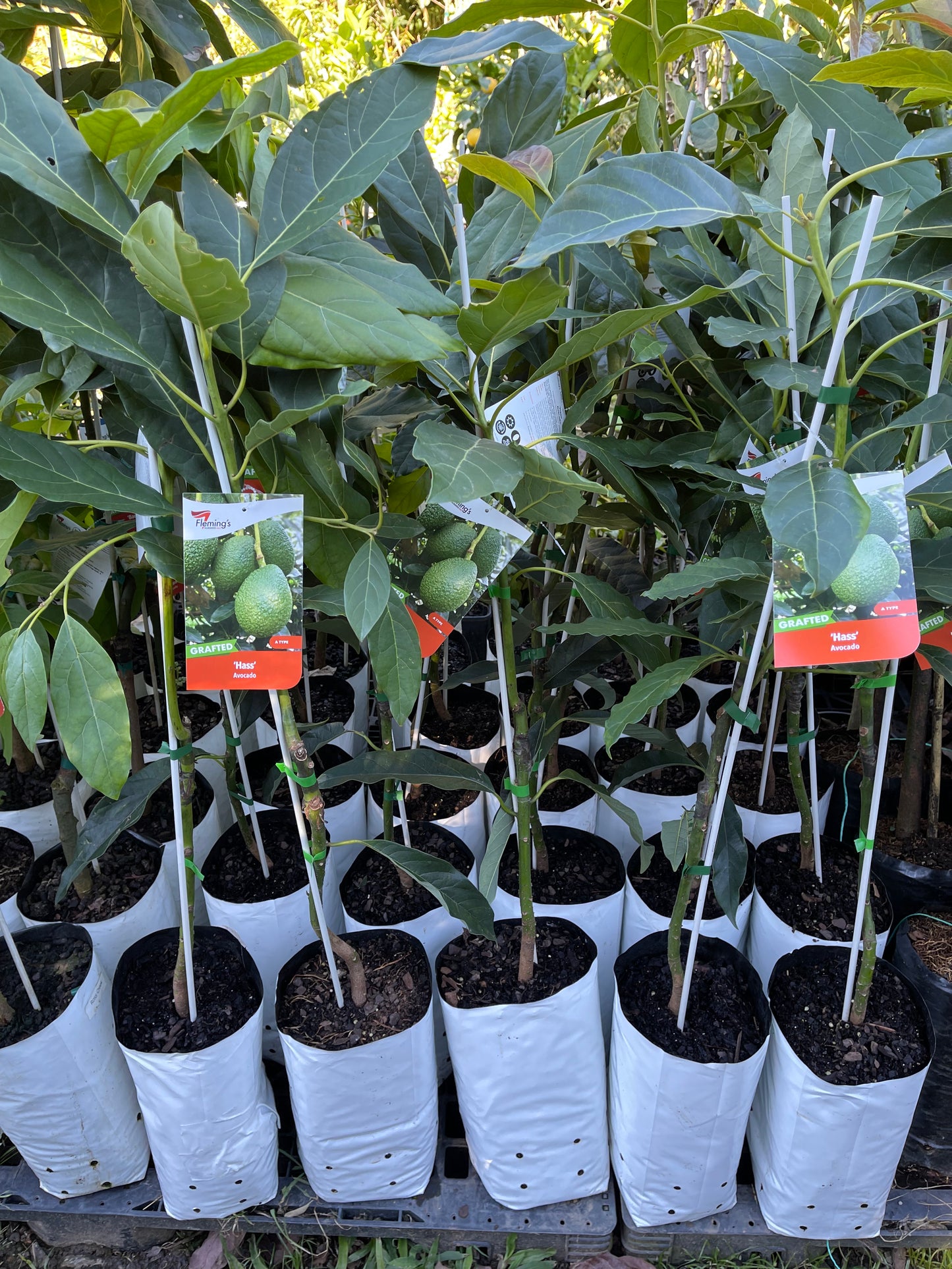 Avocado Hass (A Type) 5L