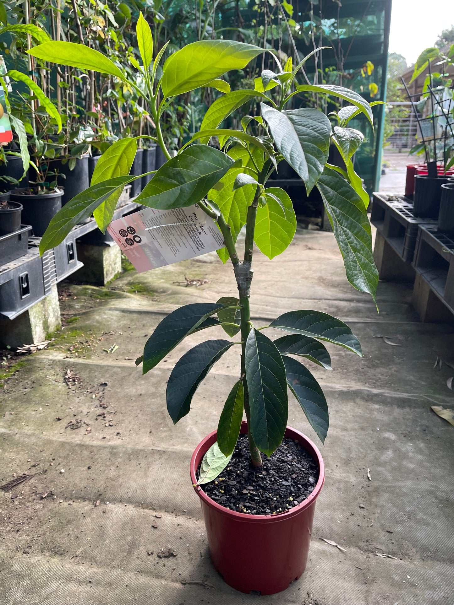 Duo Avocado Hass/Sharwill (A & B type)