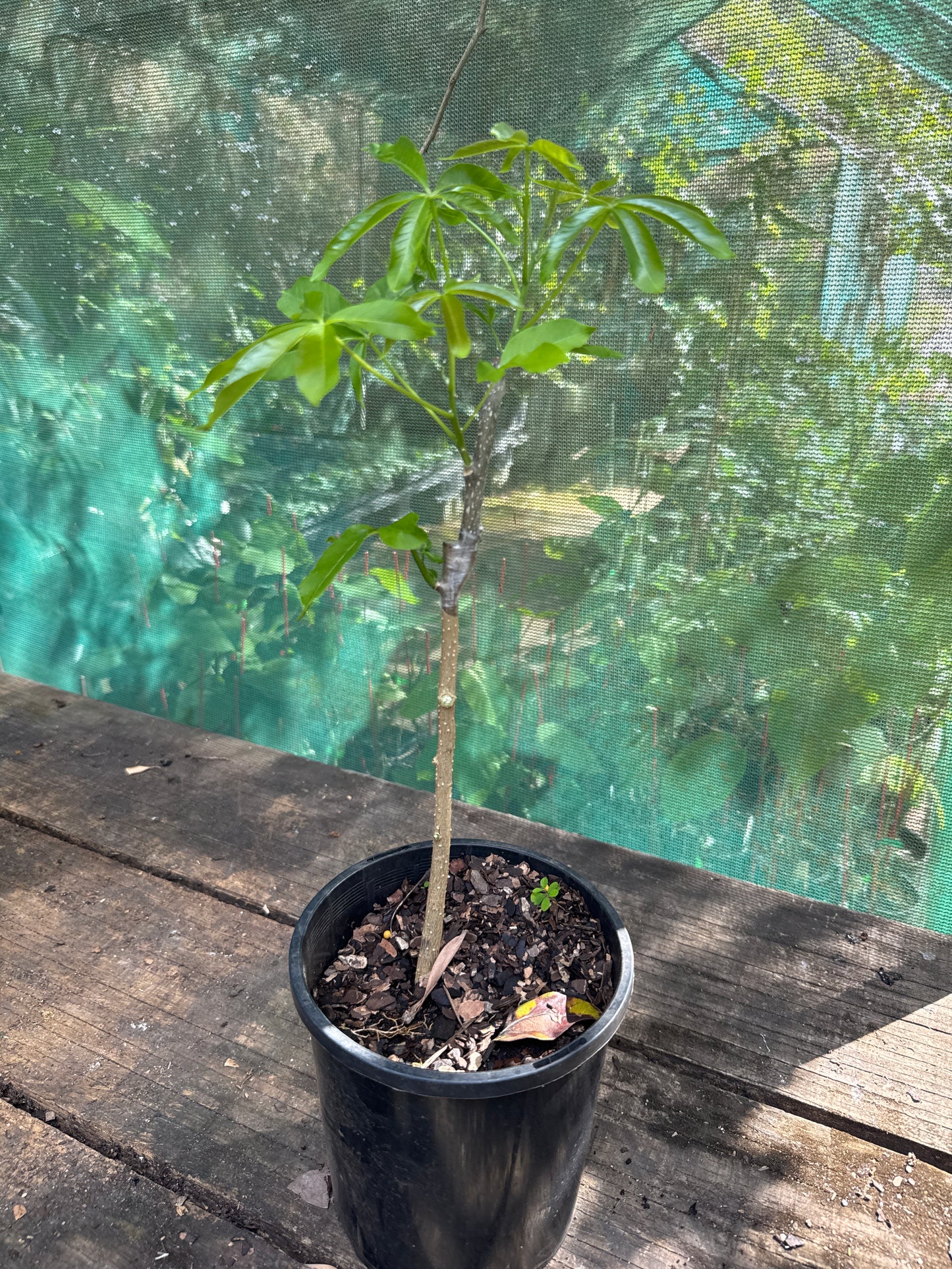 White Sapote - Wilson Grafted