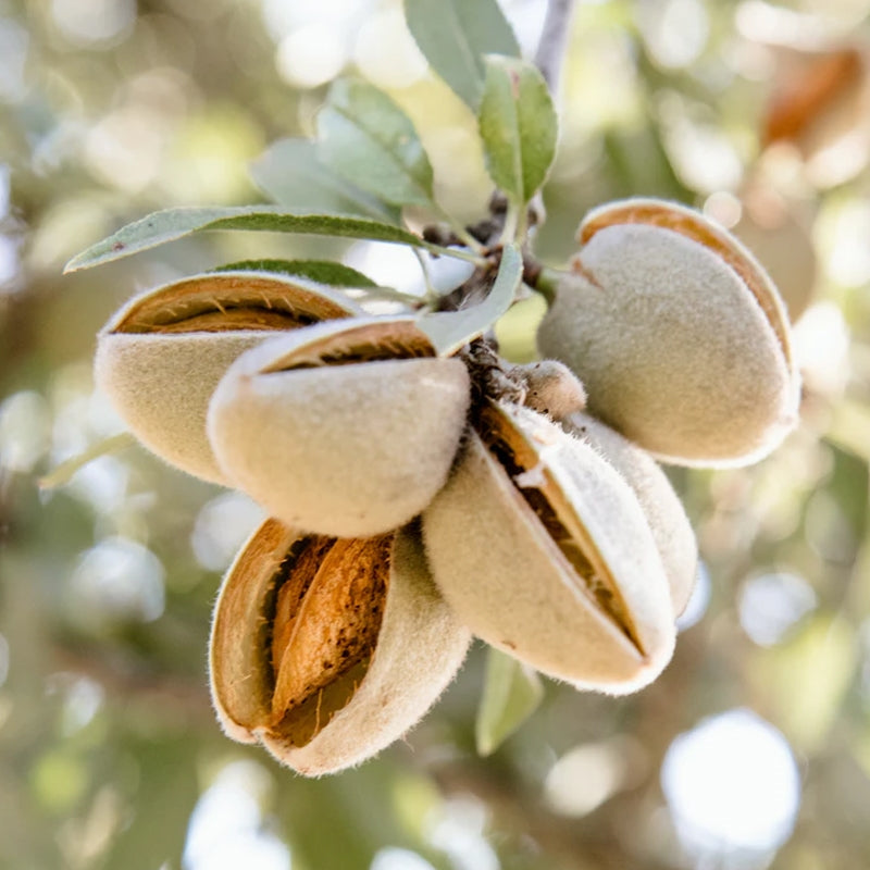 Almond - All in one (Bare Root Potted)