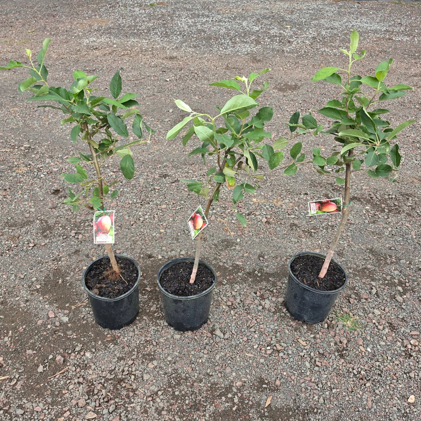 Apple - Tropic Sweet Dwarf Advanced 200mm