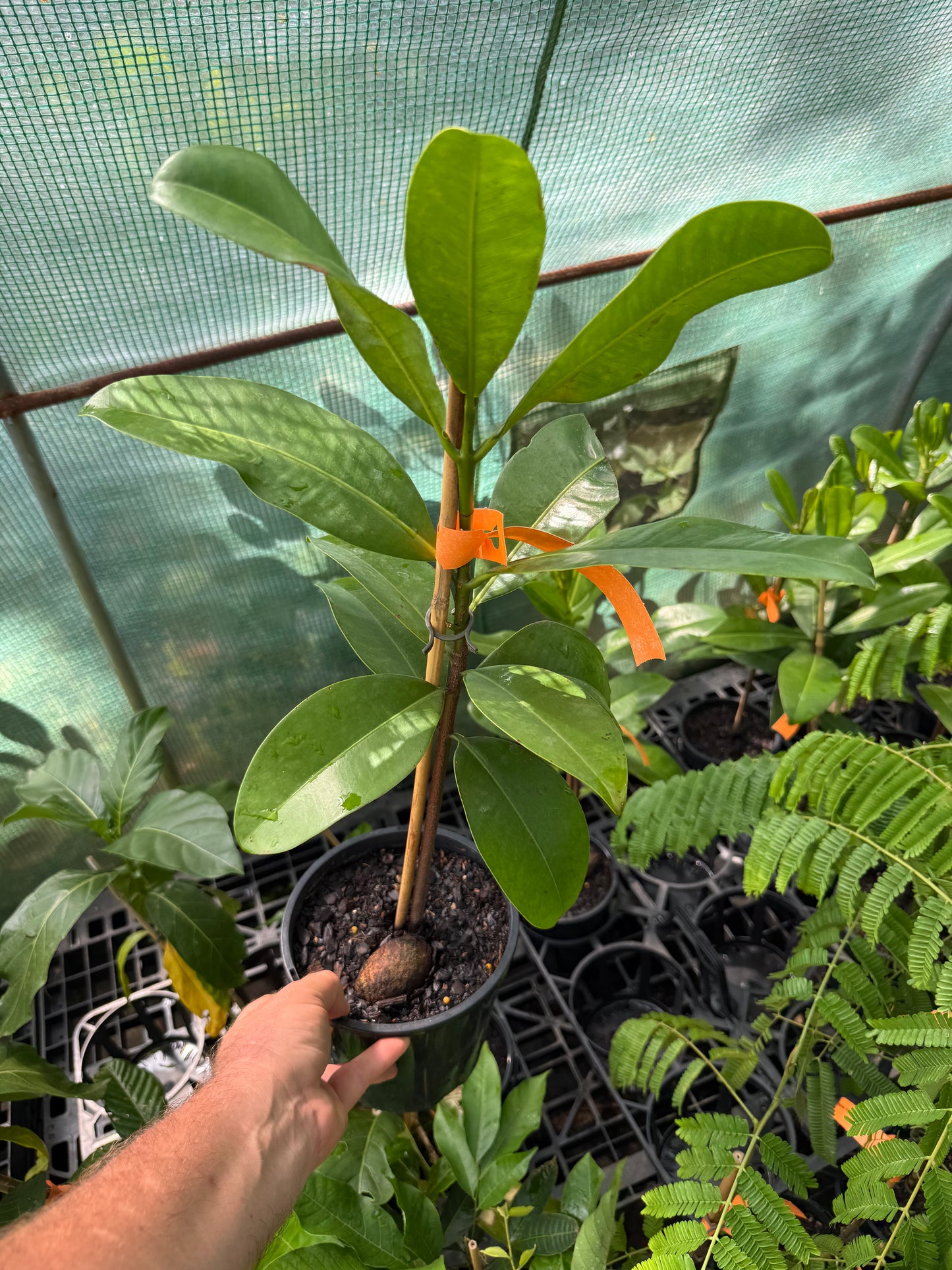 Mammea Americana - Mamey Apple 165mm